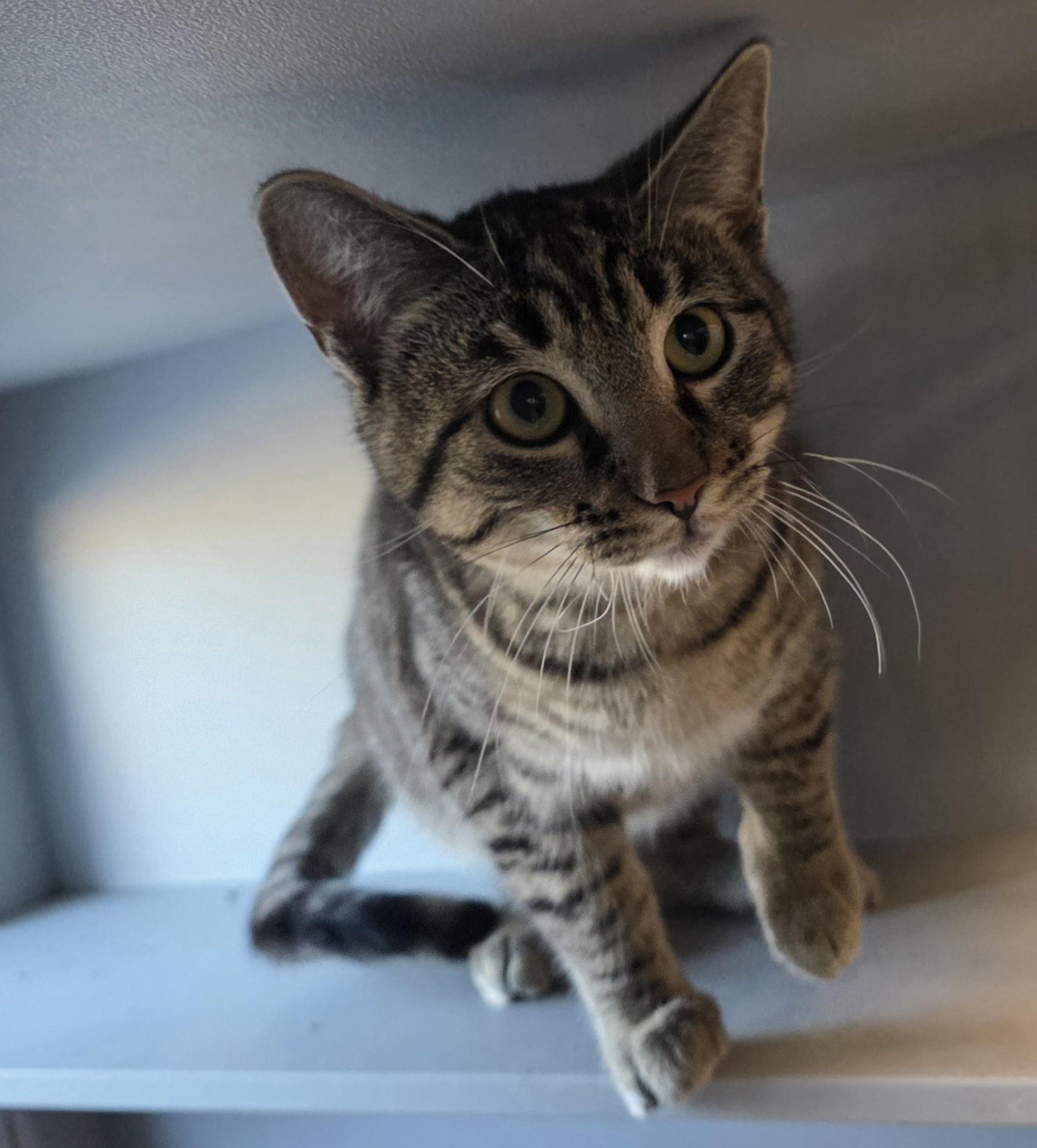 Enlarge Dakota, an adopted Domestic Short Hair in Edgewood, NM image 1/2