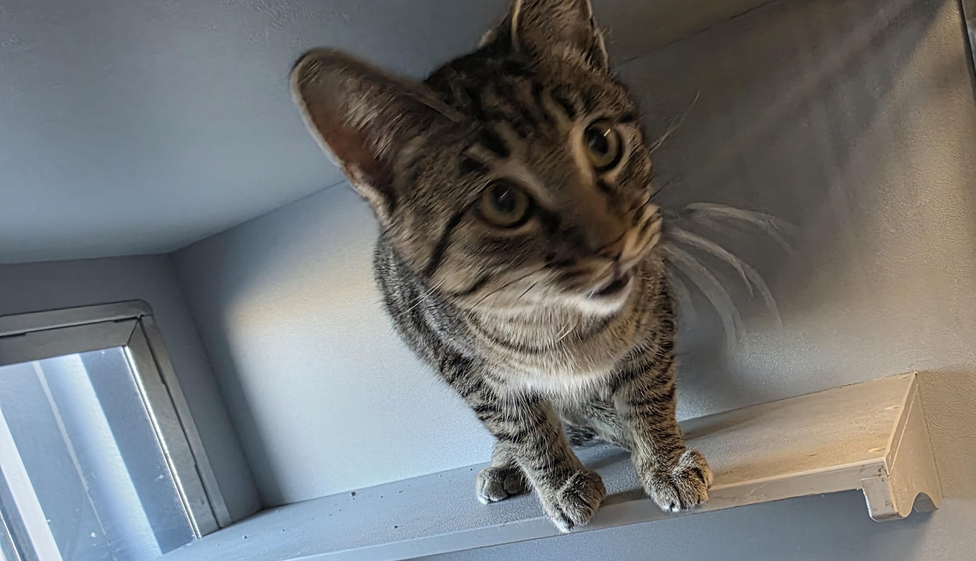 Enlarge Dakota, an adopted Domestic Short Hair in Edgewood, NM image 2/2