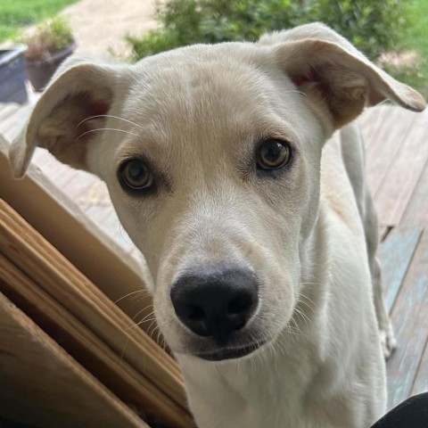 Lucas, an adoptable Labrador Retriever in Pittsburgh, PA, 15211 | Photo Image 7