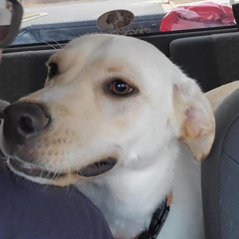 Lucas, an adoptable Labrador Retriever in Pittsburgh, PA, 15211 | Photo Image 8