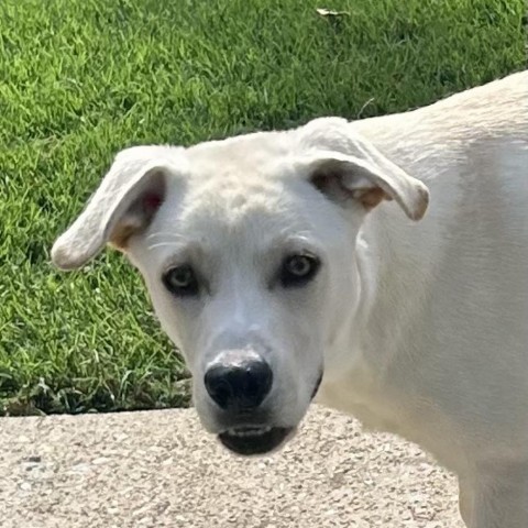 Lucas, an adoptable Labrador Retriever in Pittsburgh, PA, 15211 | Photo Image 9