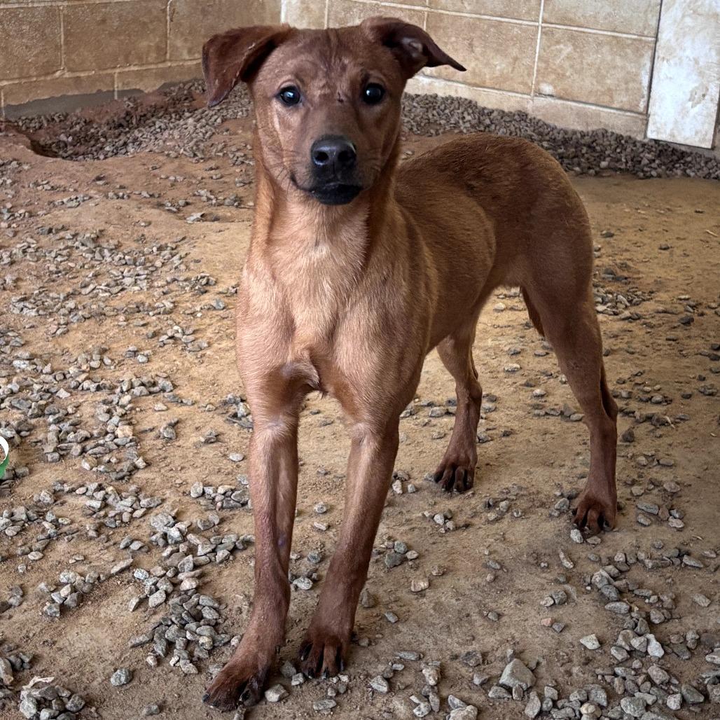 Theo Von Dutch 0950, Adoptable, Adult Male Labrador Retriever & None.