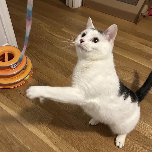 Monroe (fka Oreo), Adoptable, Adult Male Domestic Short Hair.