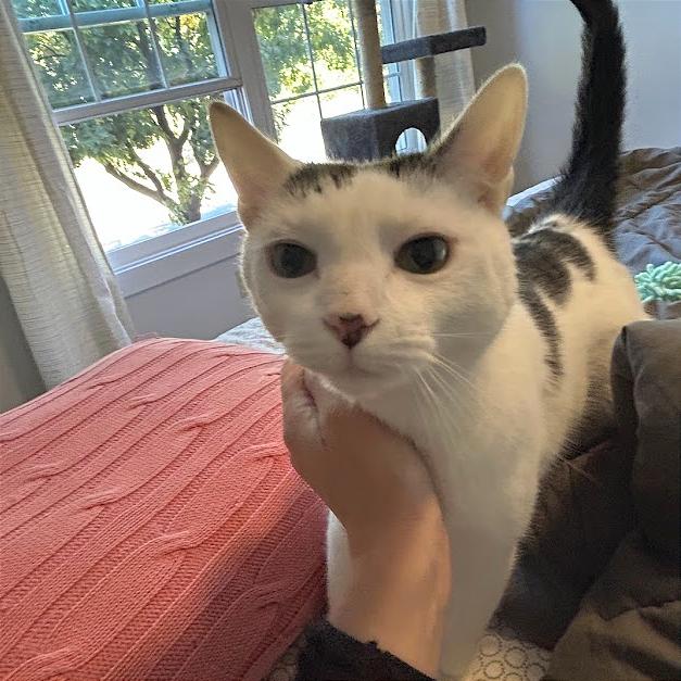 Monroe (fka Oreo), a Adoptable Domestic Short Hair in Washington, DC image 2/6