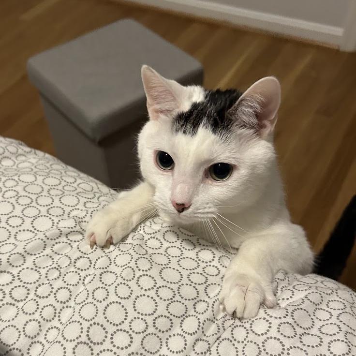 Monroe (fka Oreo), a Adoptable Domestic Short Hair in Washington, DC image 4/6