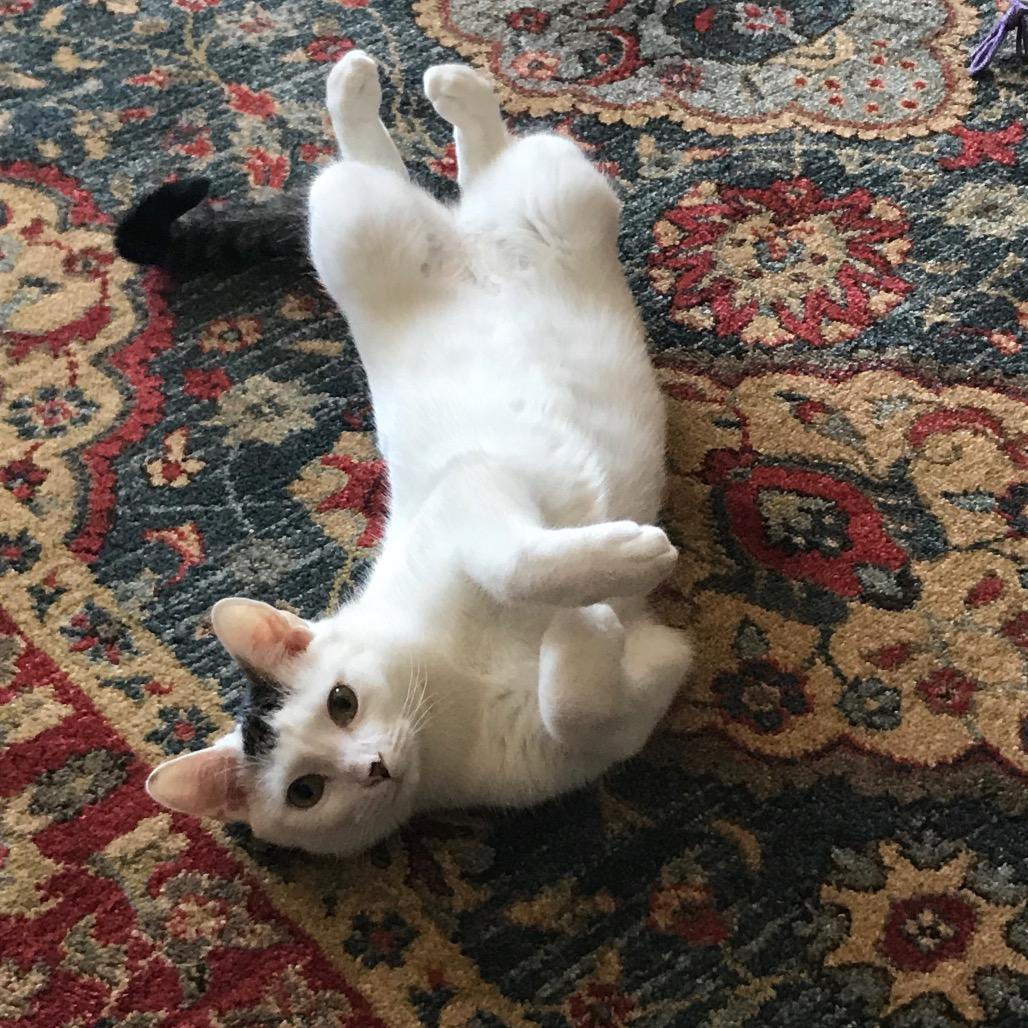 Monroe (fka Oreo), a Adoptable Domestic Short Hair in Washington, DC image 5/6