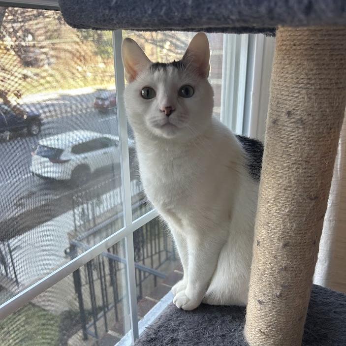 Monroe (fka Oreo), a Adoptable Domestic Short Hair in Washington, DC image 6/6