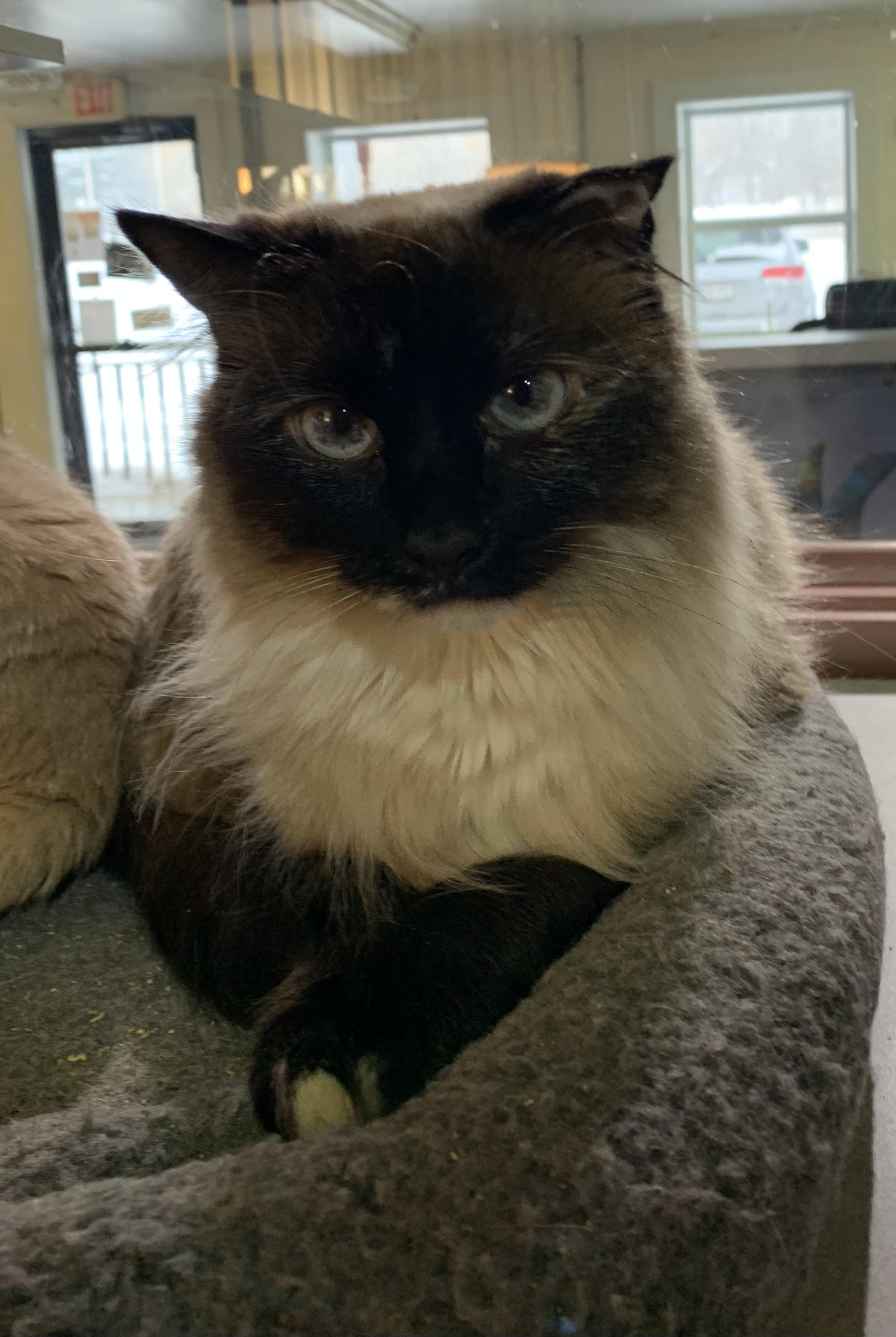 Sassy, adopted, Adult Female Siamese & Domestic Medium Hair.
