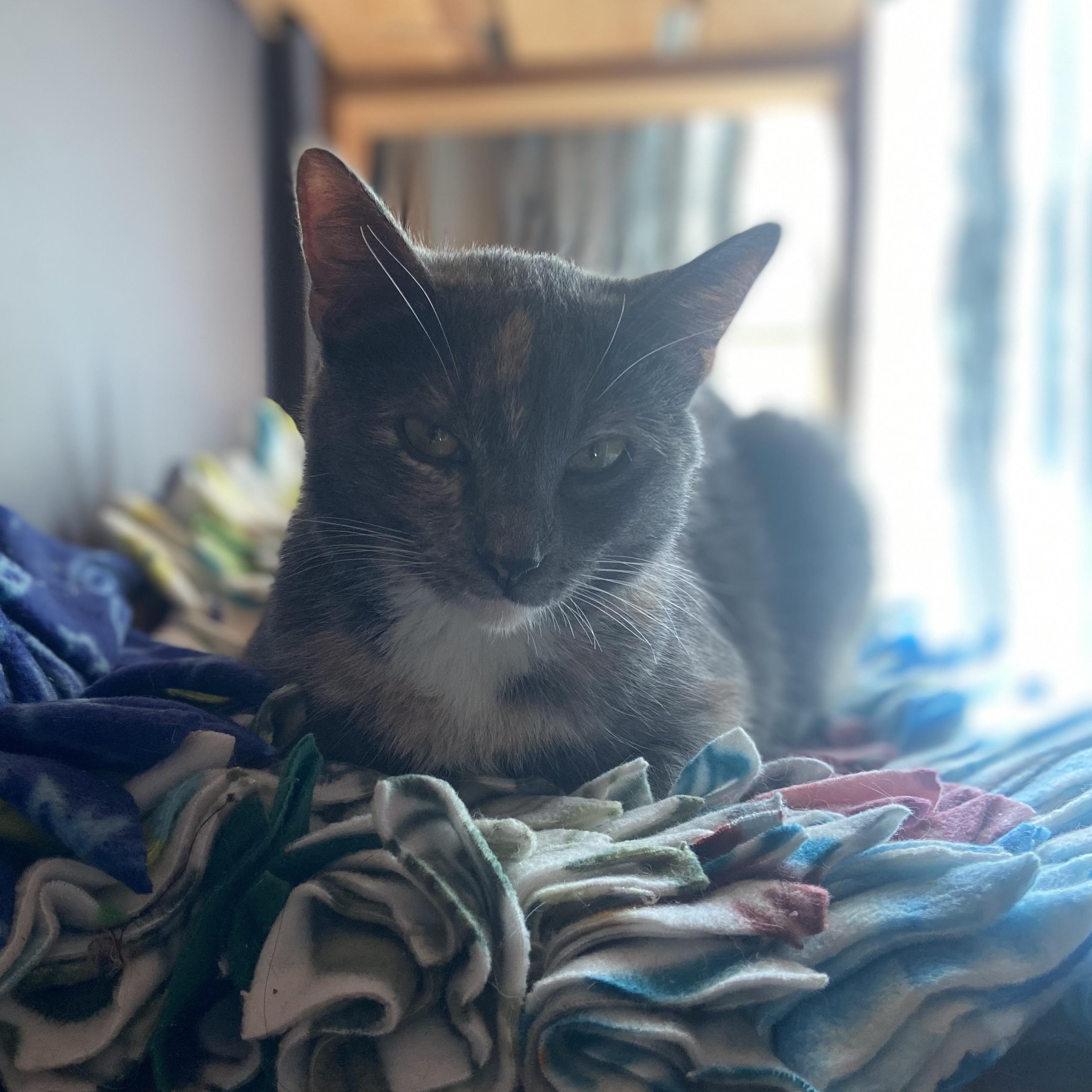 Madison Coleman, a ADOPTABLE Domestic Short Hair in Denver, CO image 5/6