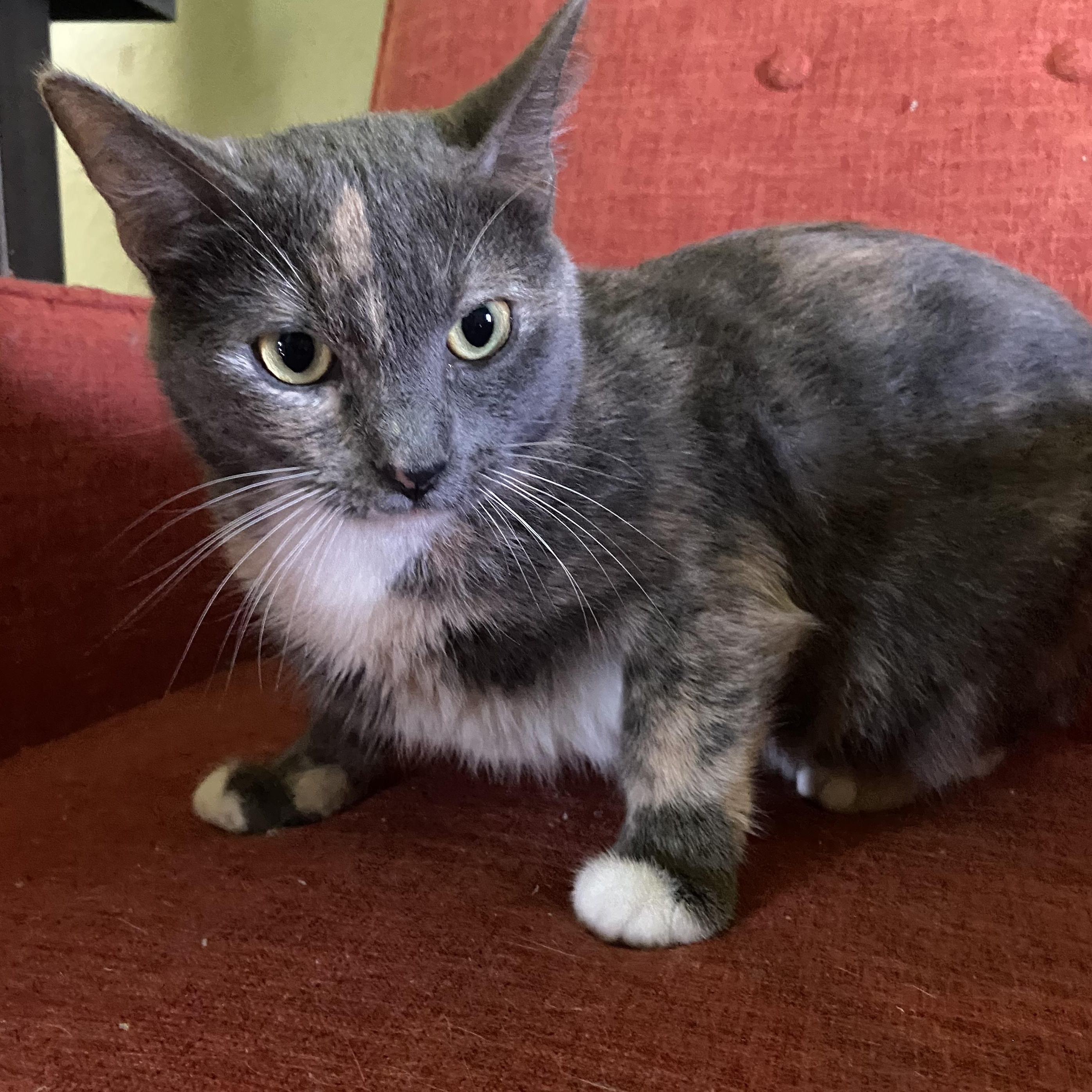 Madison Coleman, a ADOPTABLE Domestic Short Hair in Denver, CO image 4/6