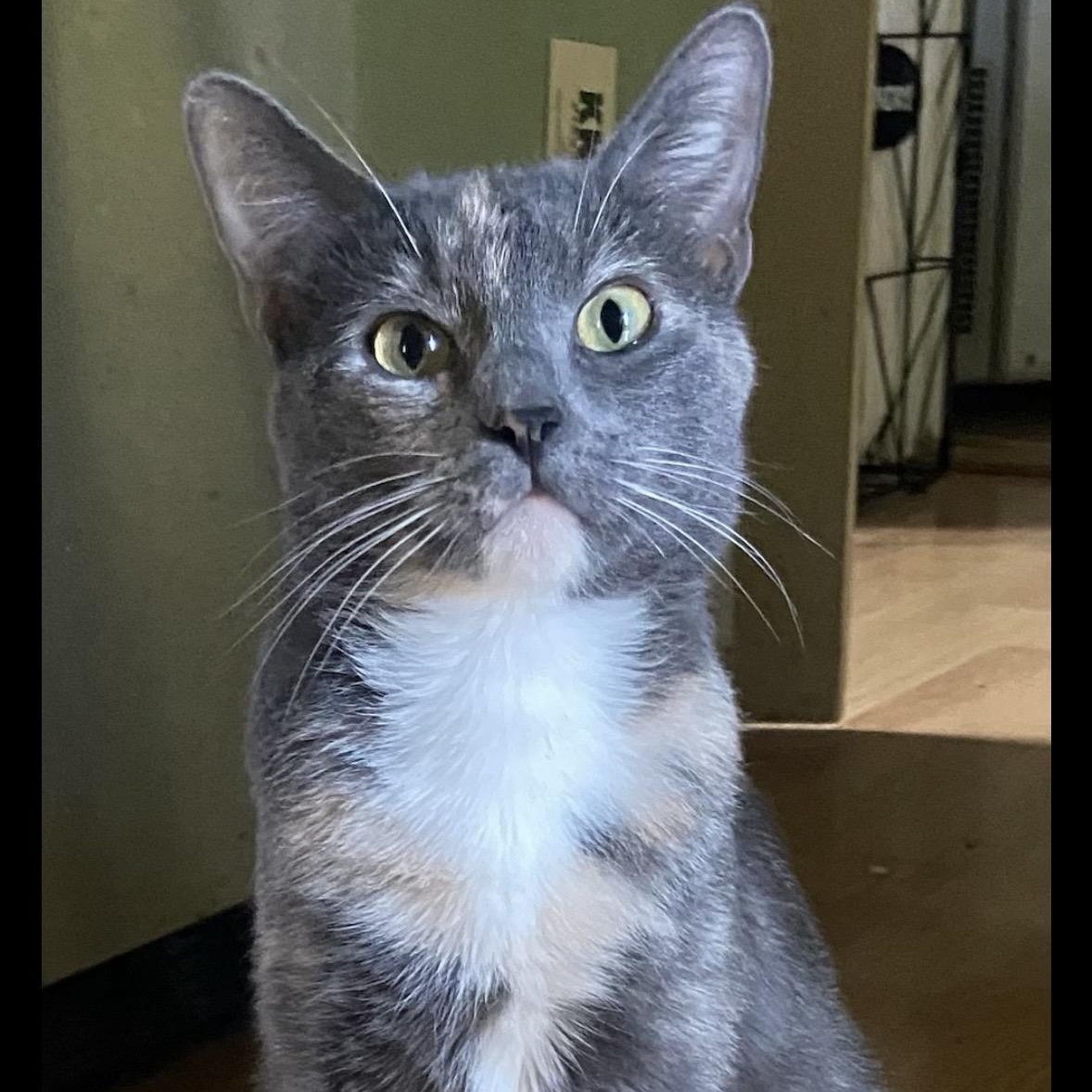 Madison Coleman, ADOPTABLE, Young Female Domestic Short Hair.