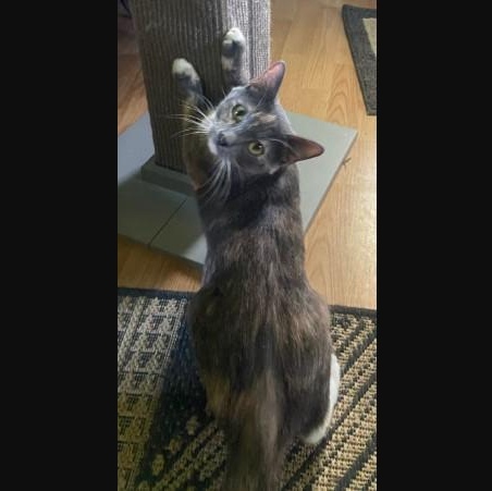 Madison Coleman, a ADOPTABLE Domestic Short Hair in Denver, CO image 6/6