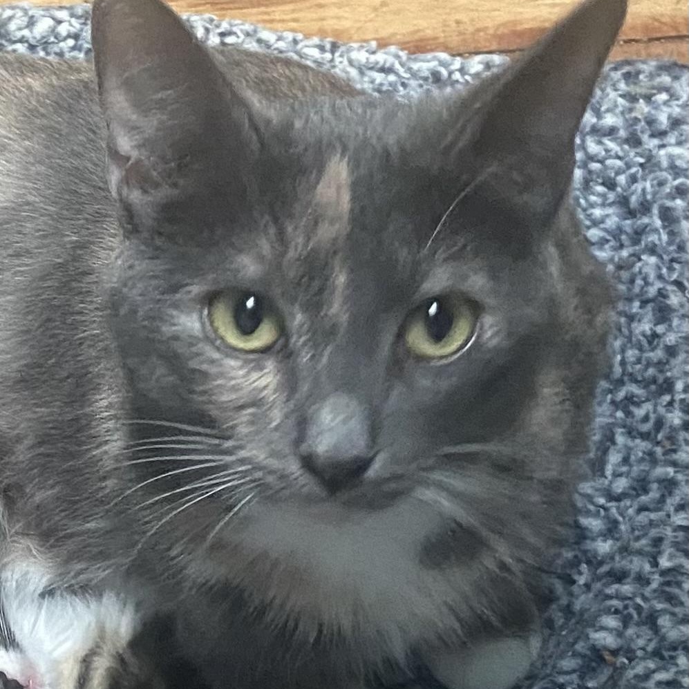 Madison Coleman, a ADOPTABLE Domestic Short Hair in Denver, CO image 2/6
