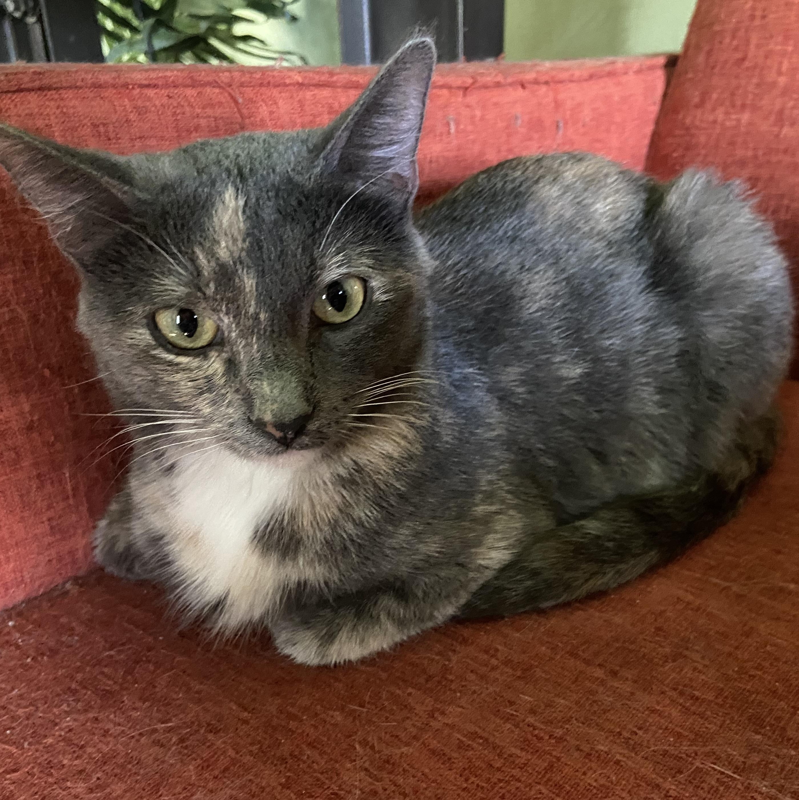 Madison Coleman, ADOPTABLE, Young Female Domestic Short Hair.