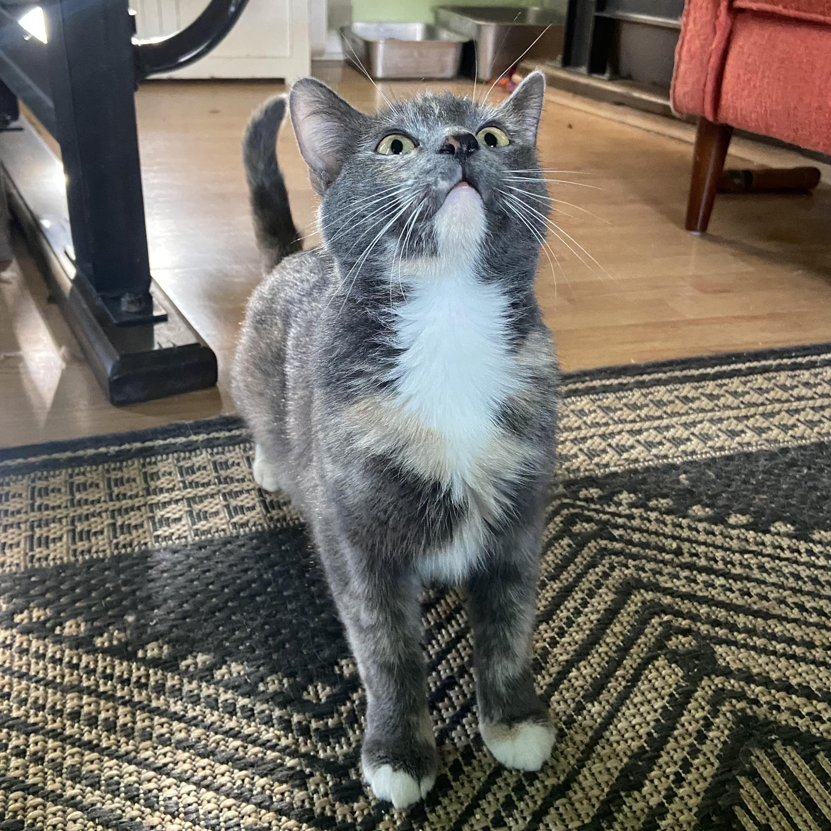Madison Coleman, a ADOPTABLE Domestic Short Hair in Denver, CO image 3/6