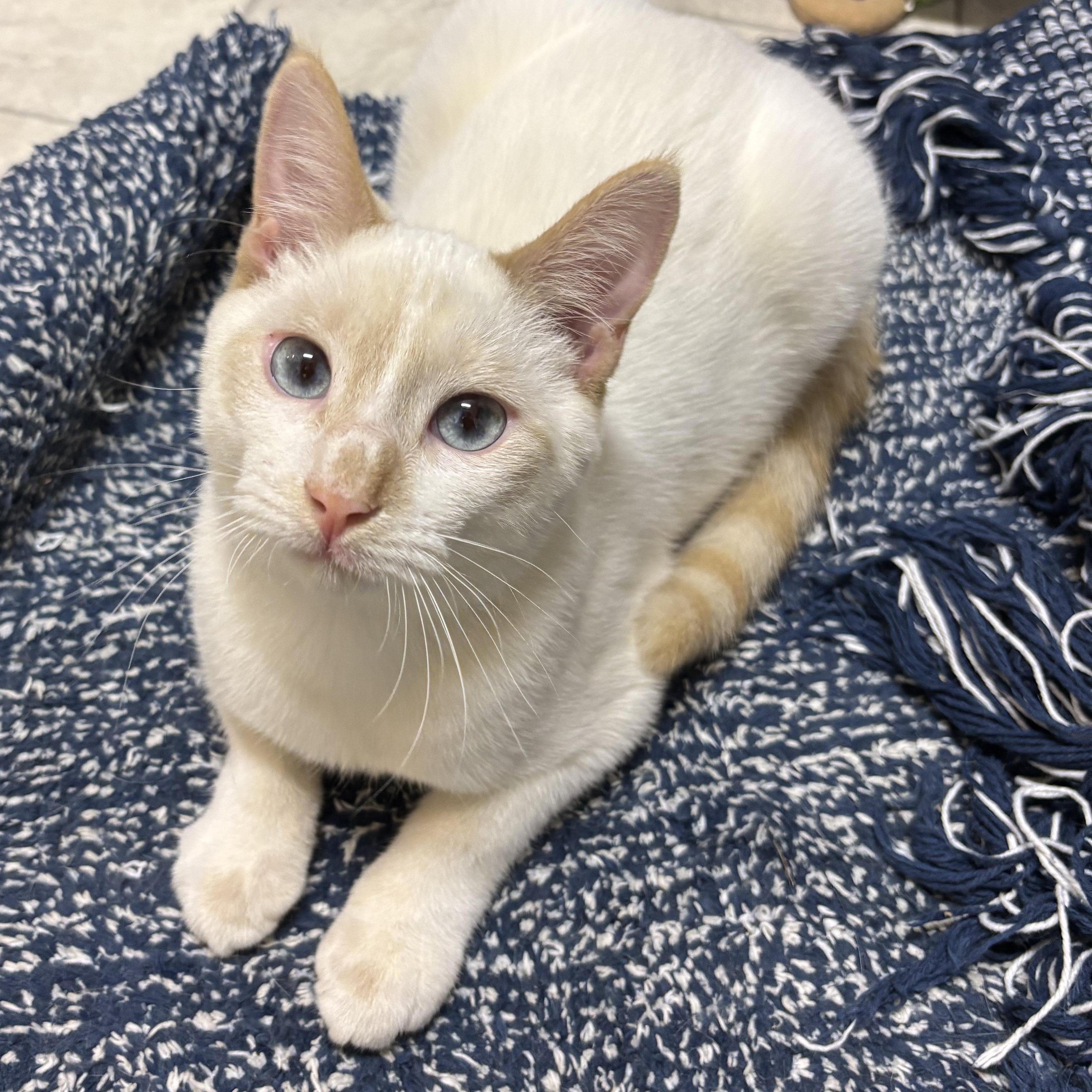 Drumstick, Adoptable, Young Male Domestic Short Hair.