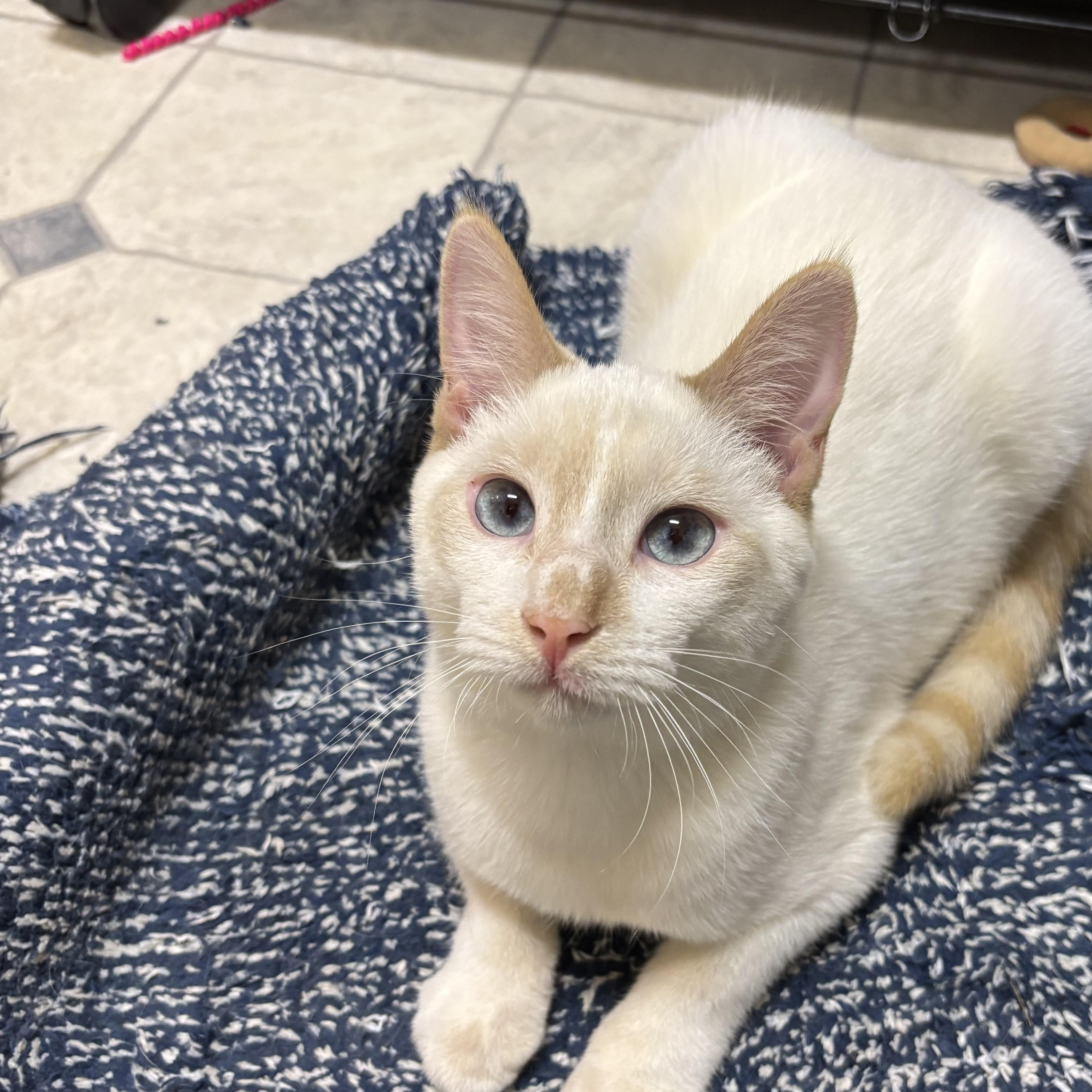 Enlarge Drumstick, a Adoptable Domestic Short Hair in Statesboro, GA image 2/2