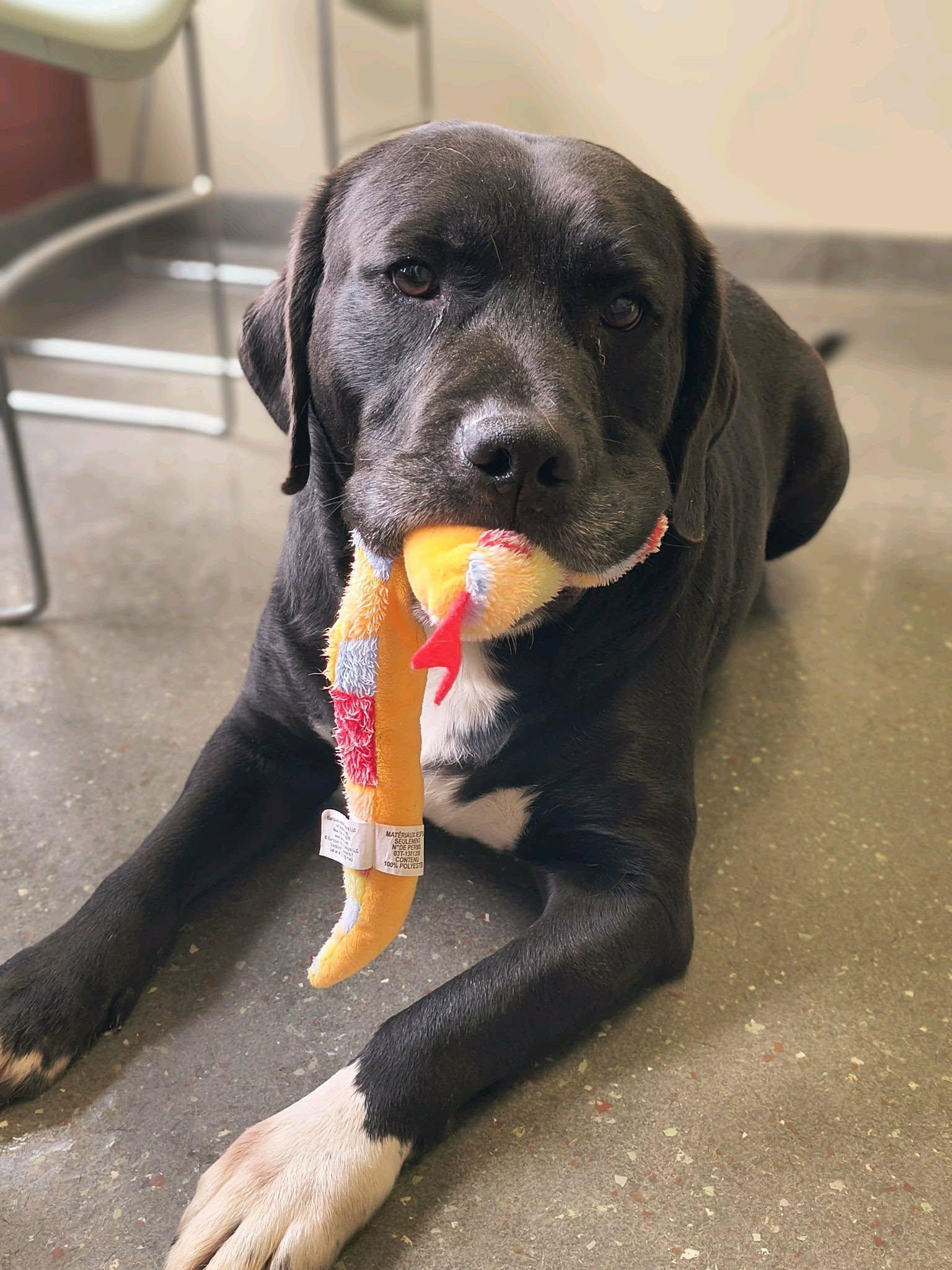 Enlarge Briggs, an adopted mixed breed in Valparaiso, IN image 2/2