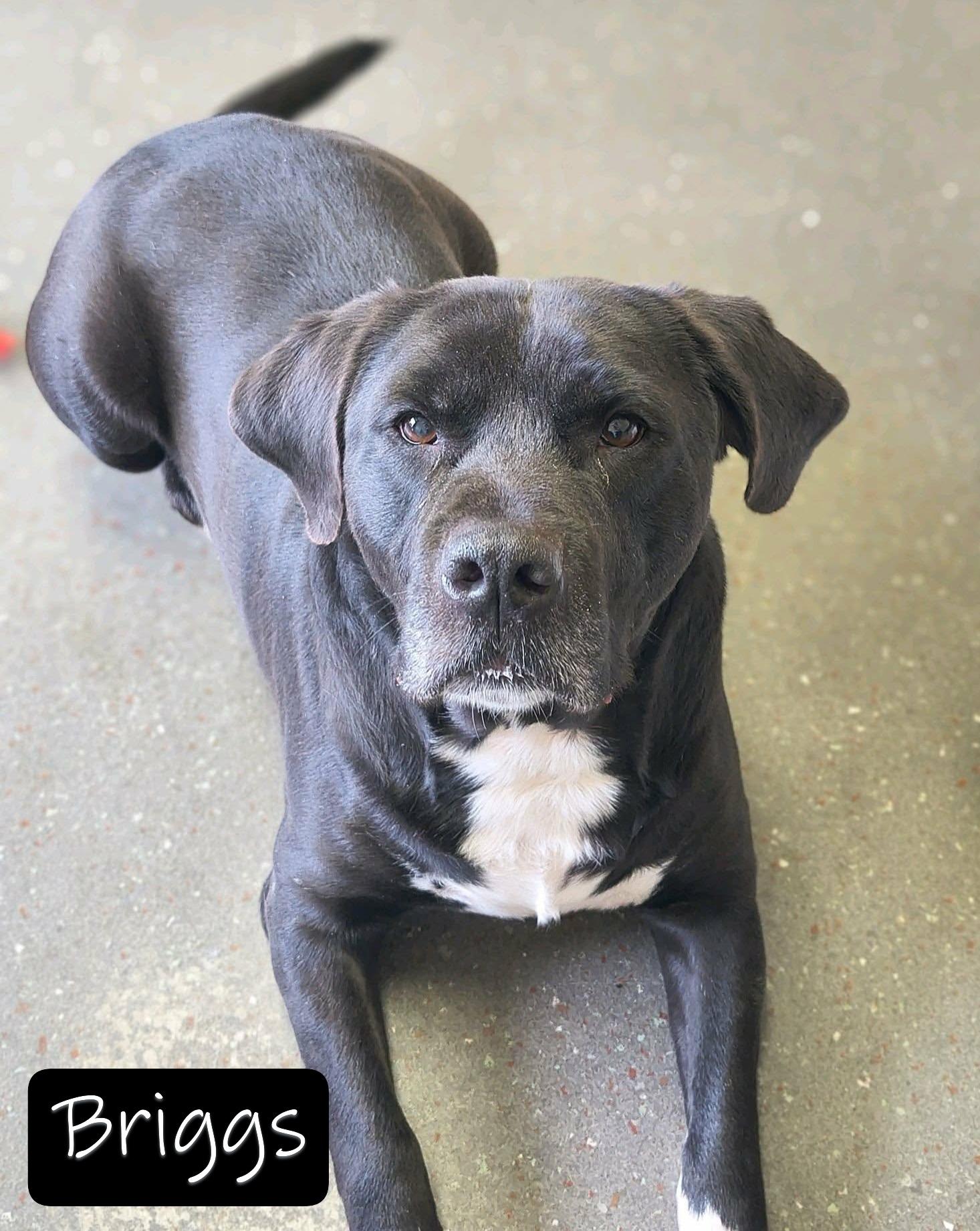 Briggs, adopted, Adult Male Black Labrador Retriever.