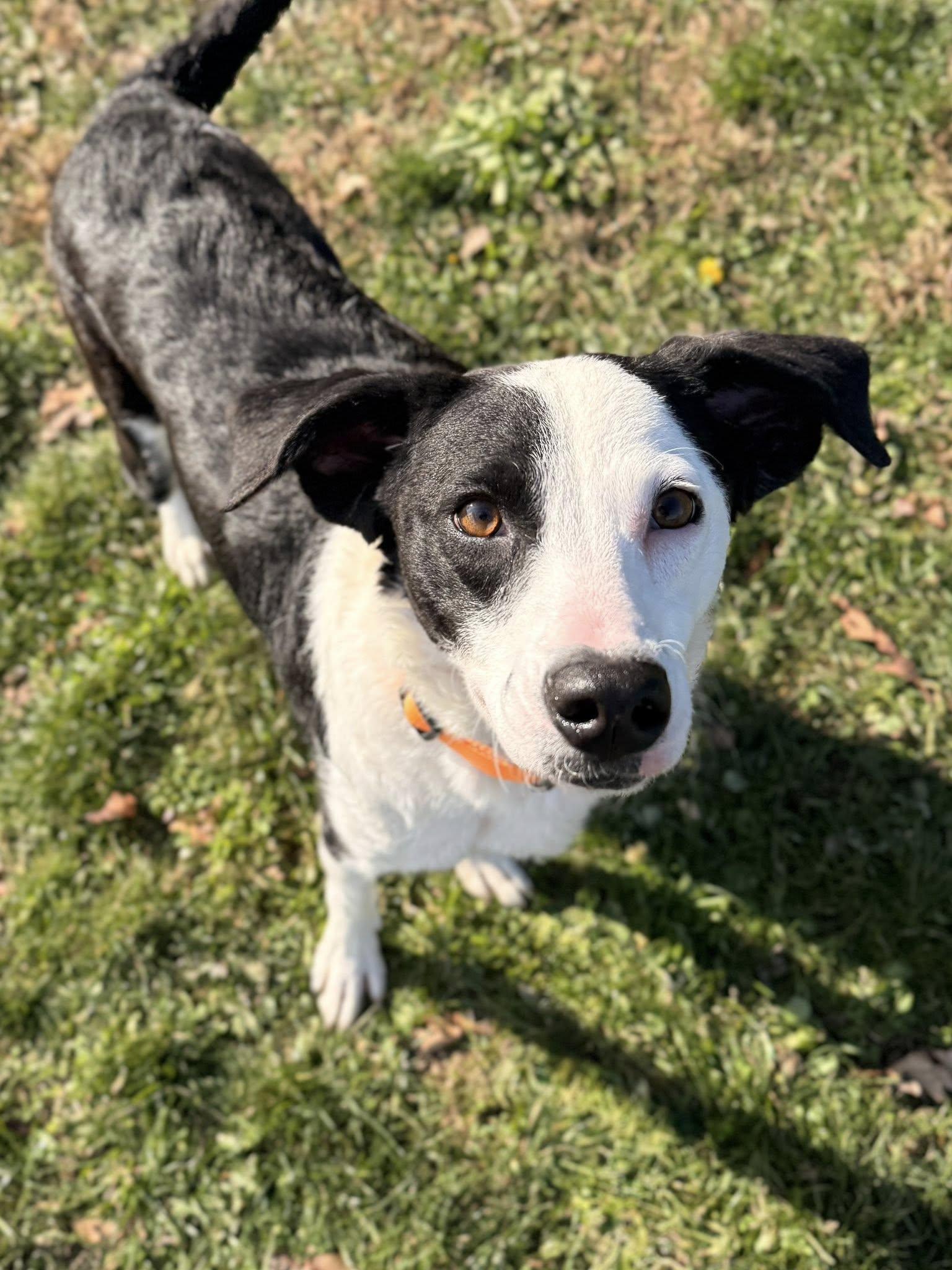 Andie , ADOPTABLE, Young Male Labrador Retriever.
