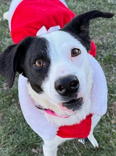 Enlarge Andie , a ADOPTABLE Labrador Retriever in Long Beach, NY image 2/4