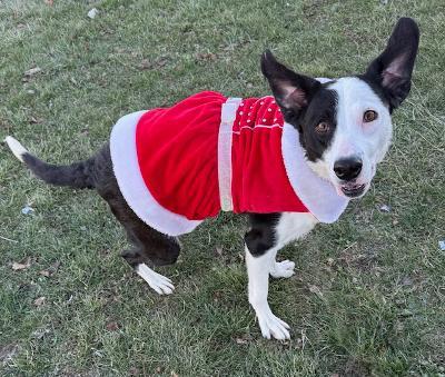 Andie , ADOPTABLE, Young Male Labrador Retriever.