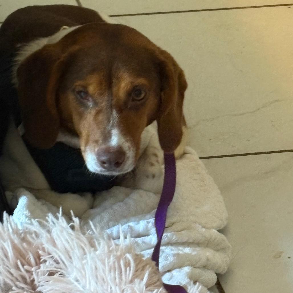 Nora *Adoption Fee Sponsored in Full*, Adoptable, Adult Female Beagle & Mixed Breed.