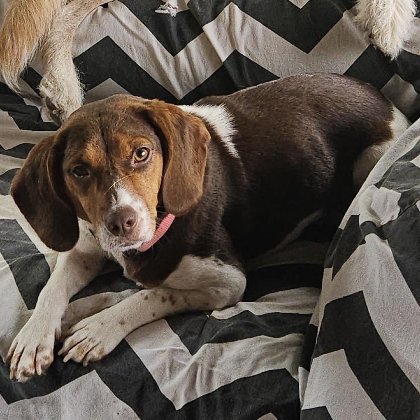 Nora - Fee Sponsored, Adoptable, Adult Female Beagle & Mixed Breed.