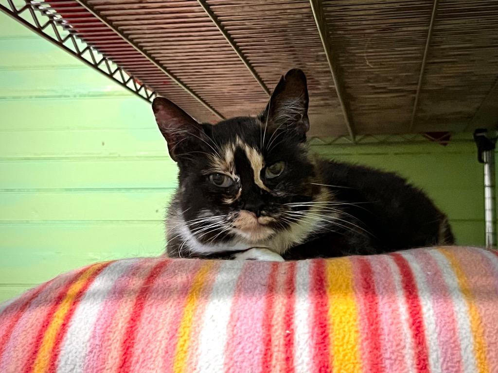 Garland (FIV+) — thumbnail 2