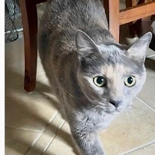 Casey, Adoptable, Adult Female Domestic Short Hair & Russian Blue.