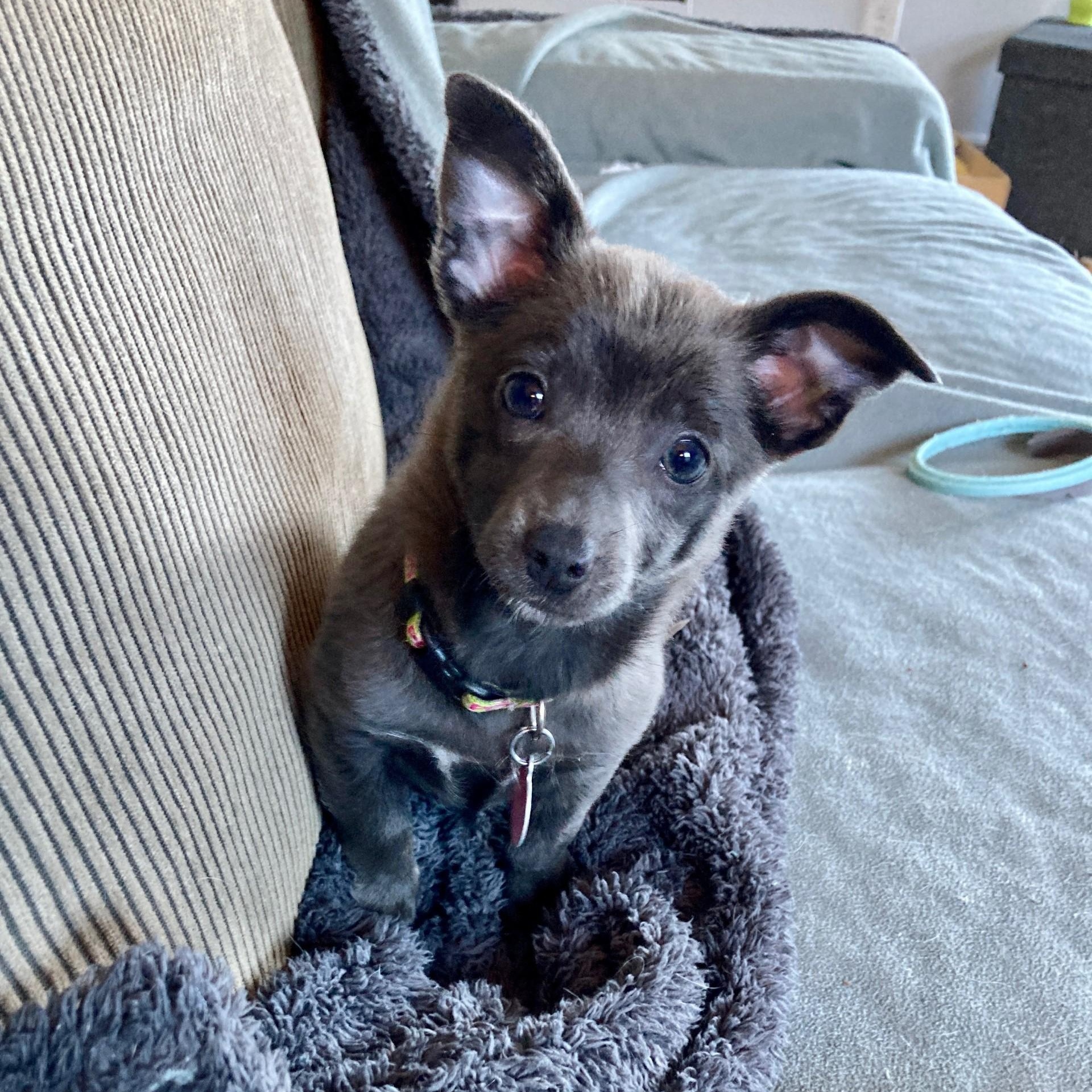 Meet Ivy — a sweet, quiet little heart waiting to bloom!, a ADOPTABLE mixed breed in Seattle, WA image 1/4