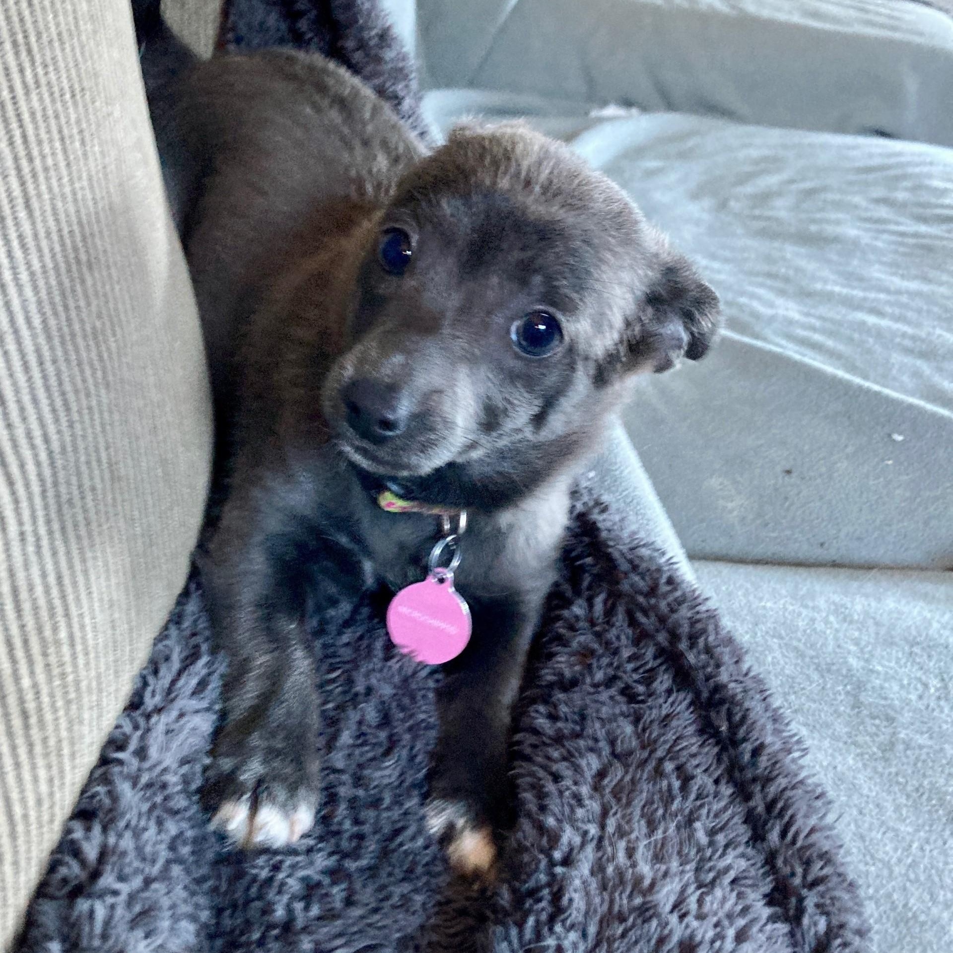 Meet Ivy — a sweet, quiet little heart waiting to bloom!, a ADOPTABLE mixed breed in Seattle, WA image 4/4
