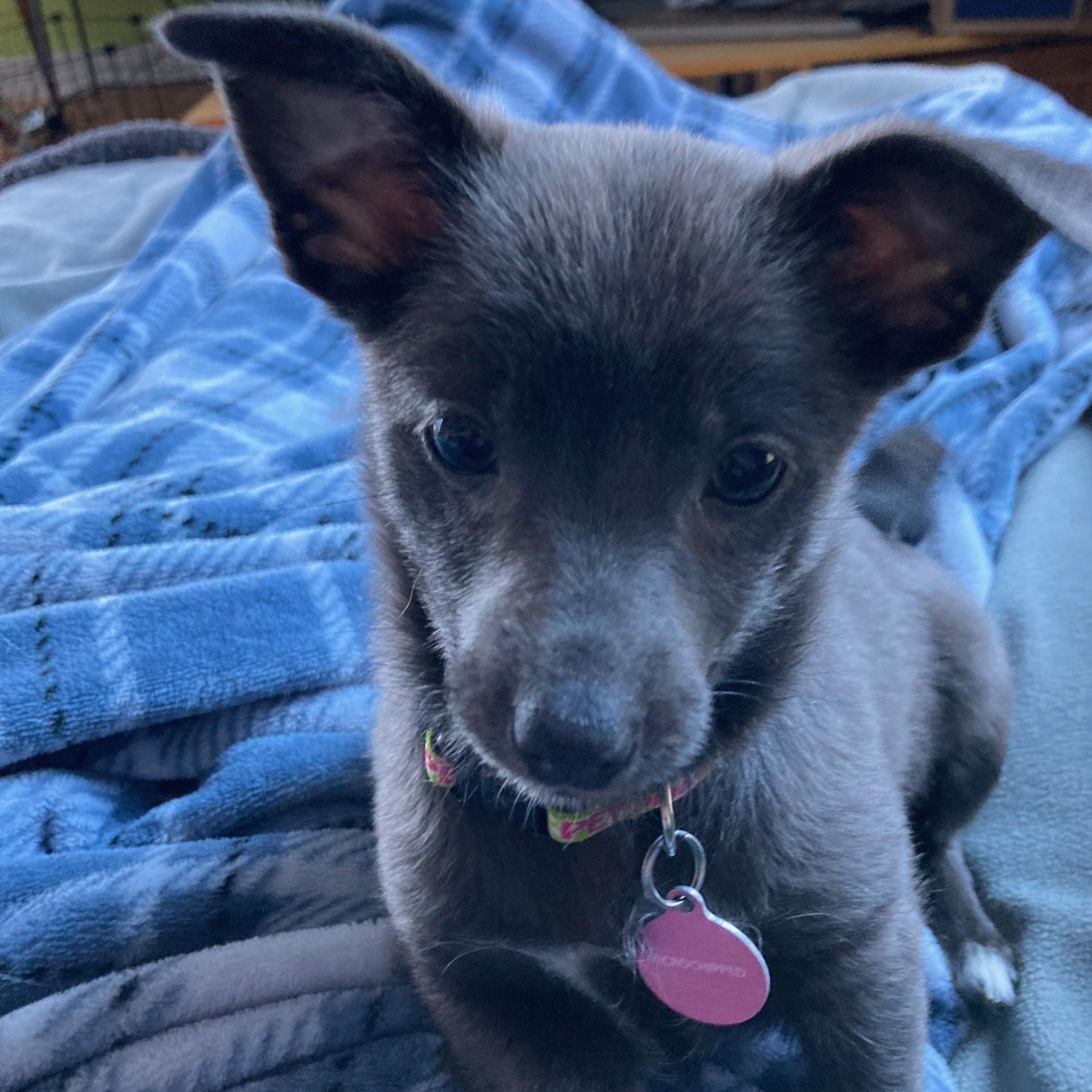 Meet Ivy — a sweet, quiet little heart waiting to bloom!, a ADOPTABLE mixed breed in Seattle, WA image 3/4