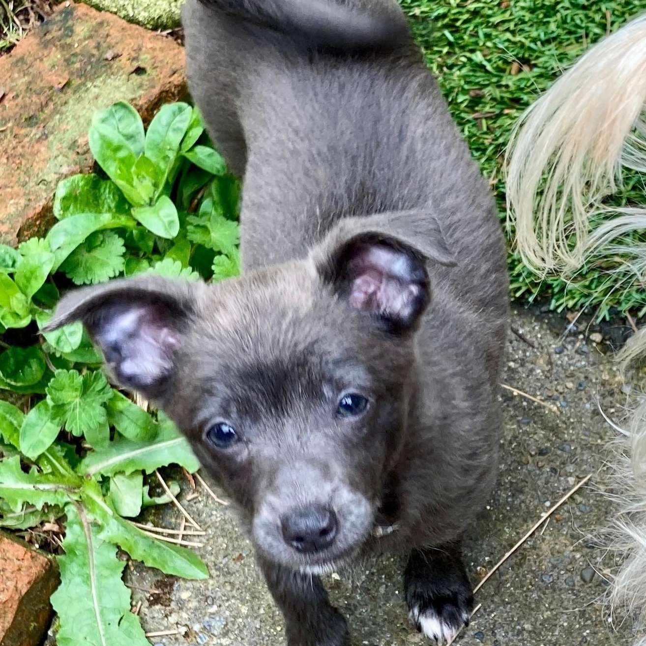 Meet Ivy — a sweet, quiet little heart waiting to bloom!, a ADOPTABLE mixed breed in Seattle, WA image 2/4