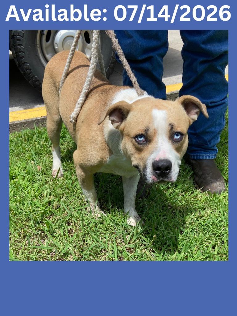 Enlarge Dog Kennel #4, a Adoptable mixed breed in Greenville, TX image 1/1