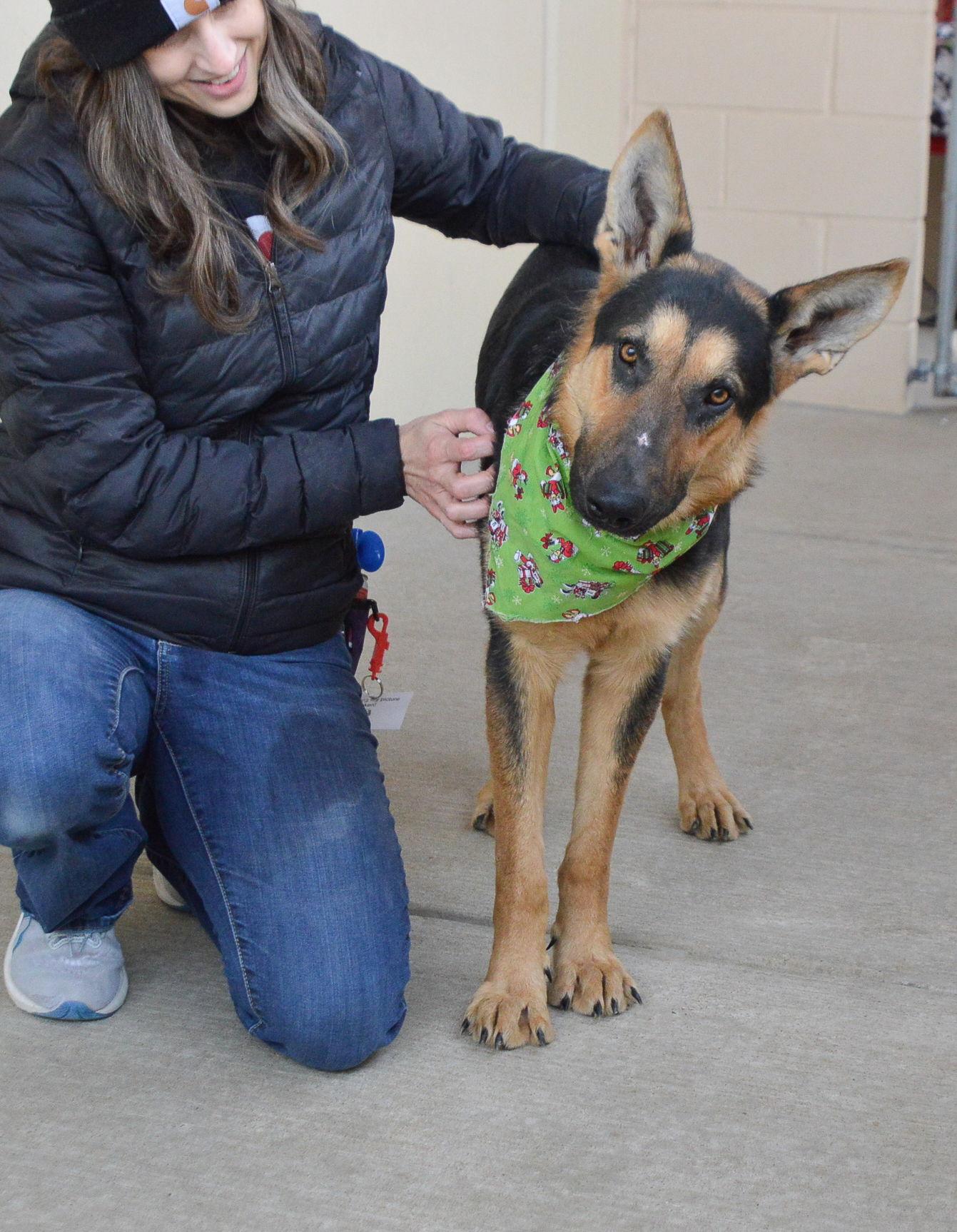 Reindeer, Adoptable, Young Male German Shepherd Dog.