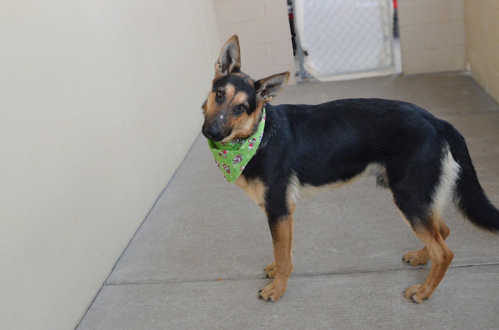 Enlarge Reindeer, a Adoptable German Shepherd Dog in McKinney, TX image 2/3