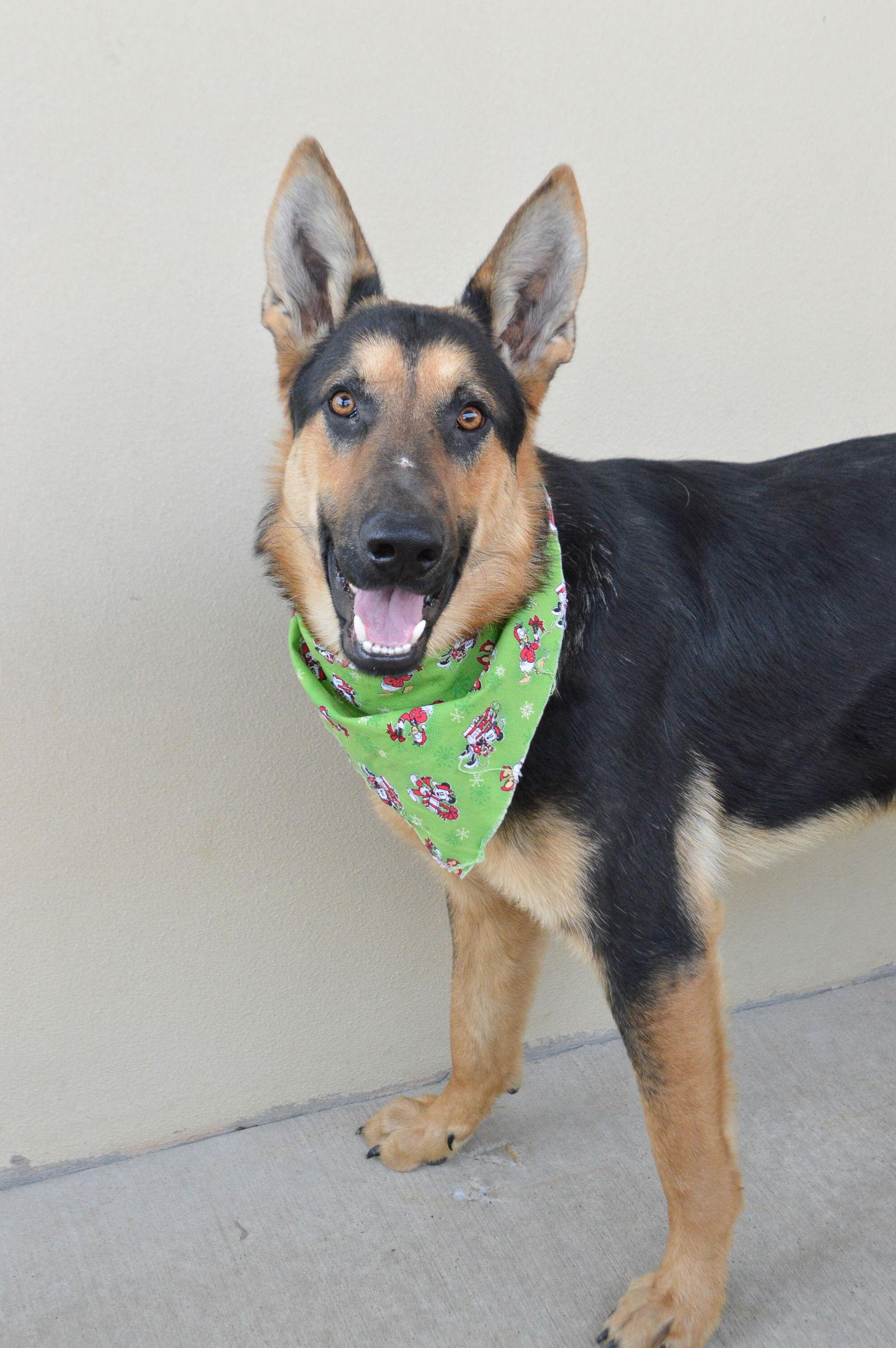 Enlarge Reindeer, a Adoptable German Shepherd Dog in McKinney, TX image 3/3