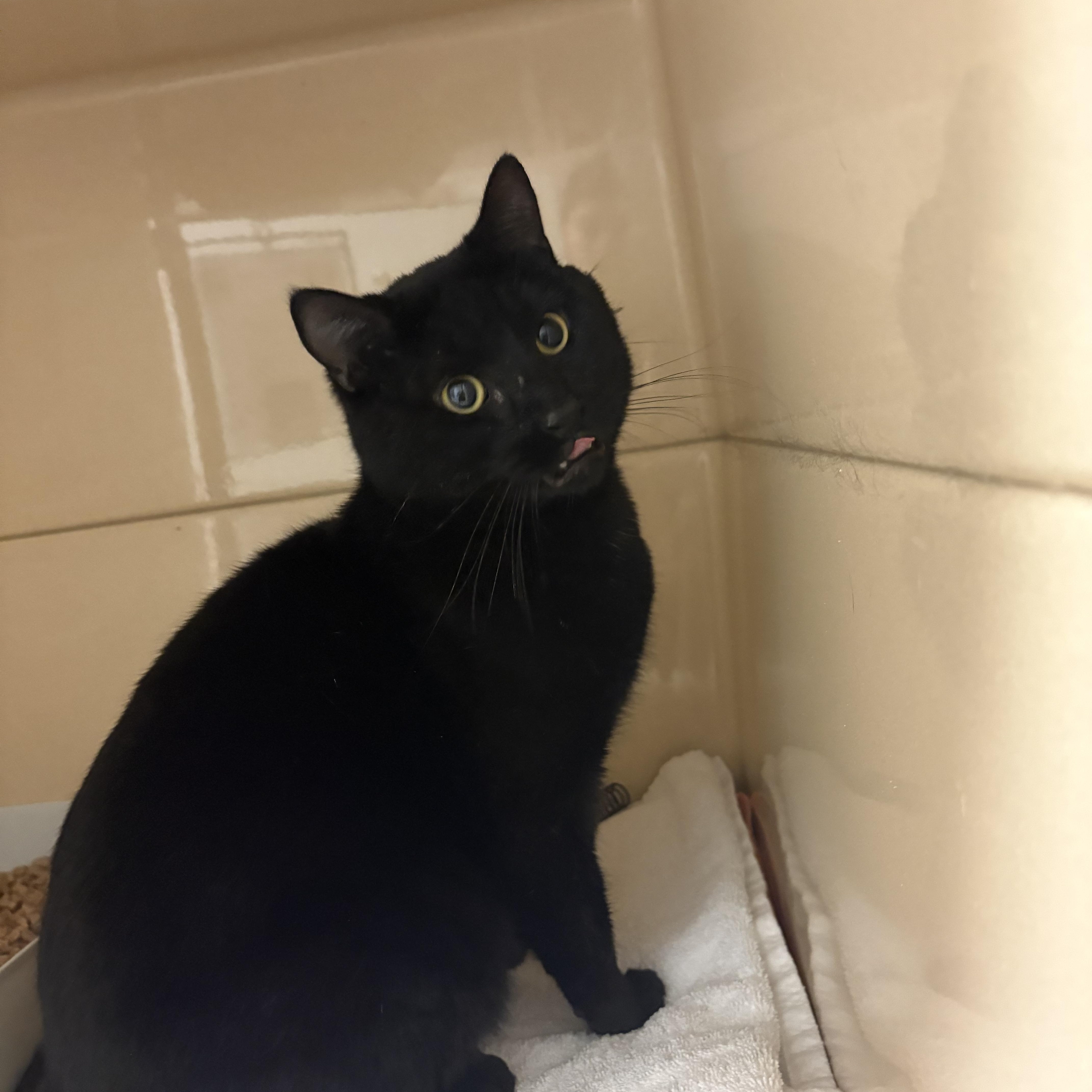 Coal, a ADOPTABLE Domestic Short Hair in Blue Springs, MO image 2/2