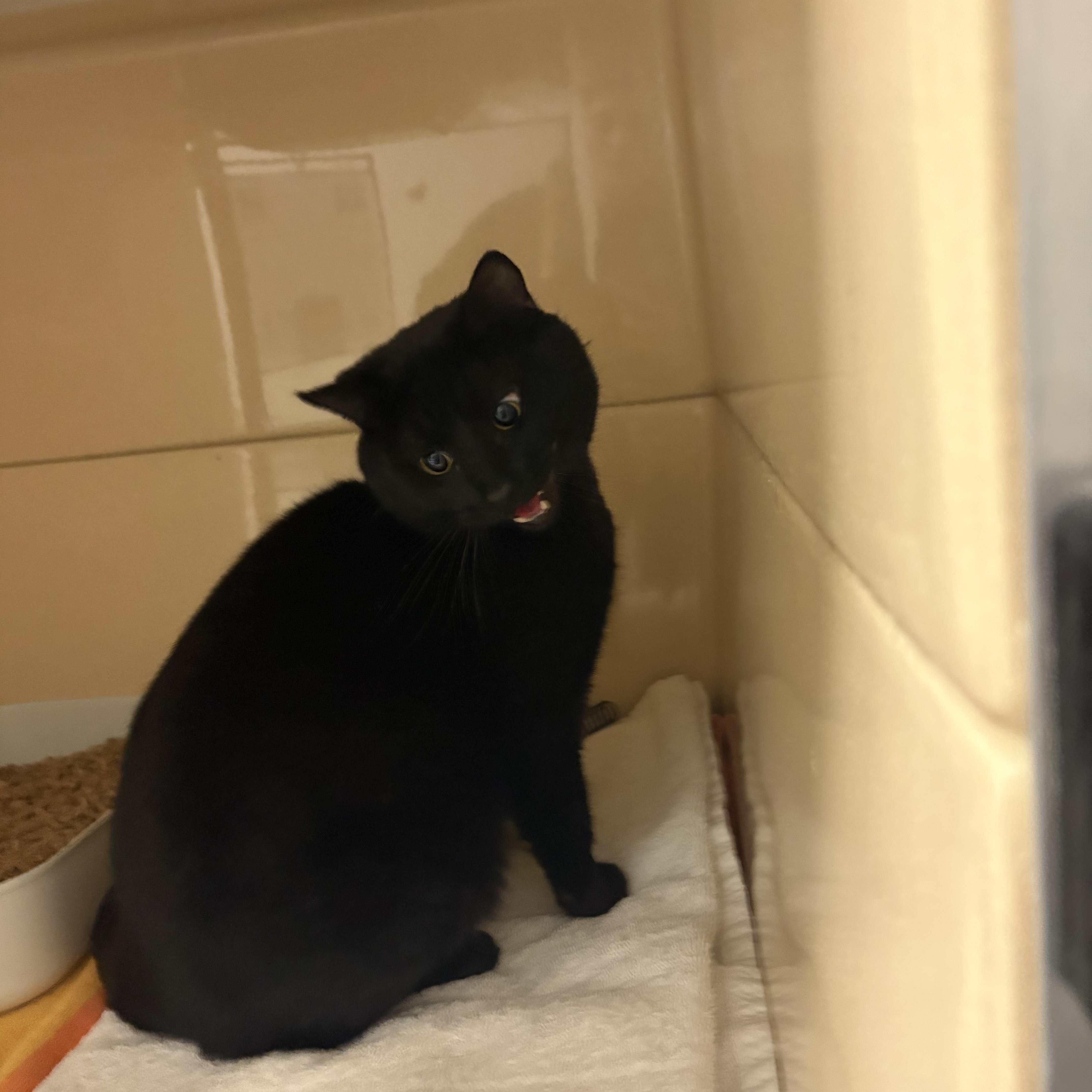Coal, ADOPTABLE, Adult Male Domestic Short Hair.