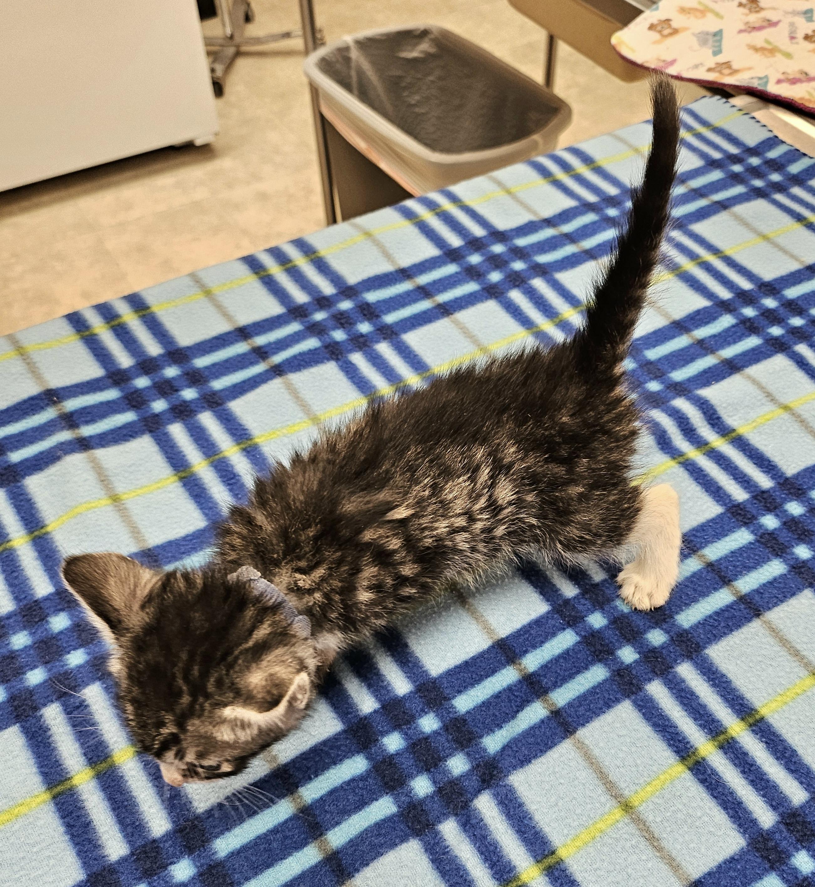 Coriander, a Adoptable Domestic Short Hair in Tucson, AZ image 2/2