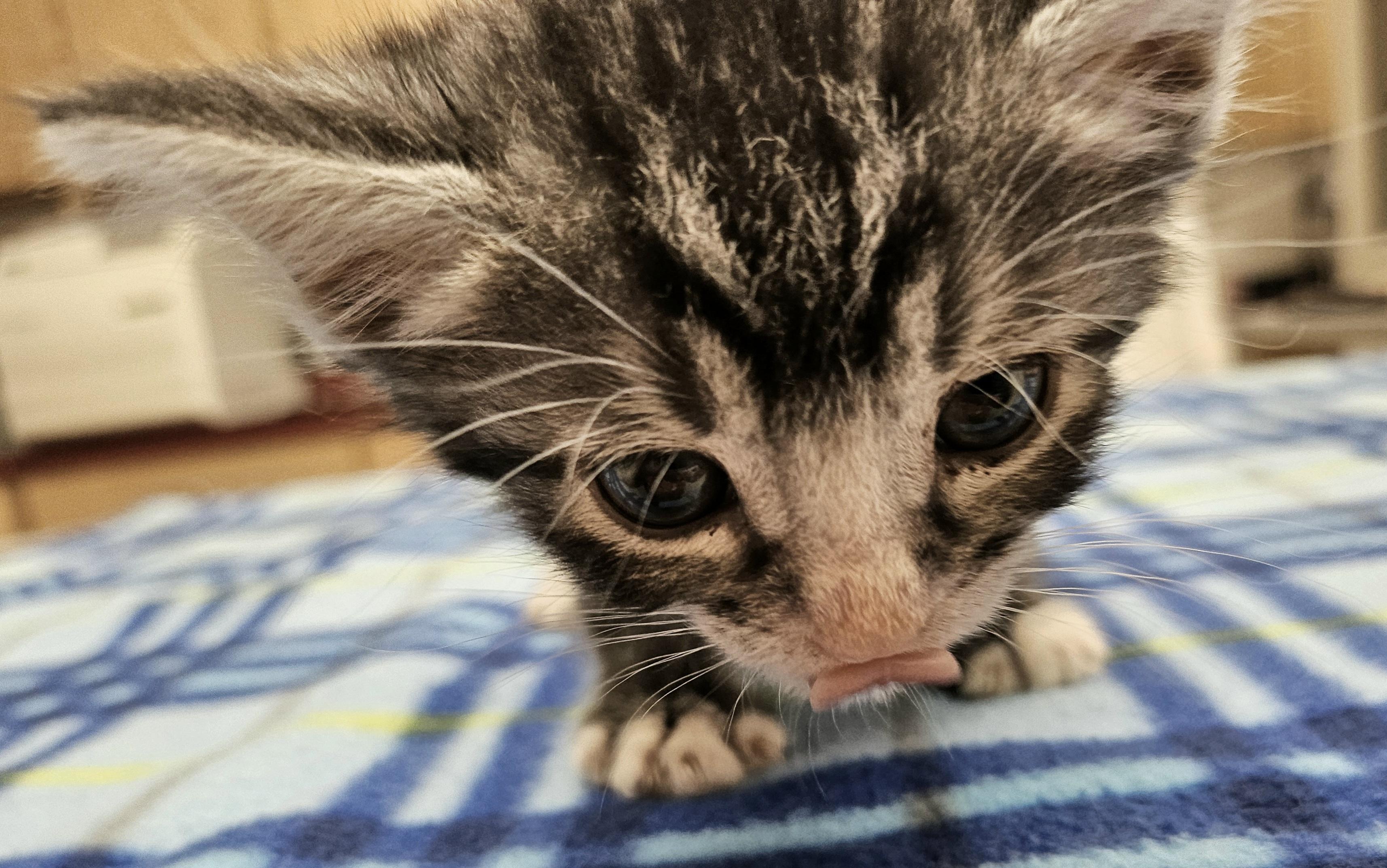 Coriander, a Adoptable Domestic Short Hair in Tucson, AZ image 1/2