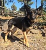 Bell, Adoptable, Adult Female German Shepherd Dog.
