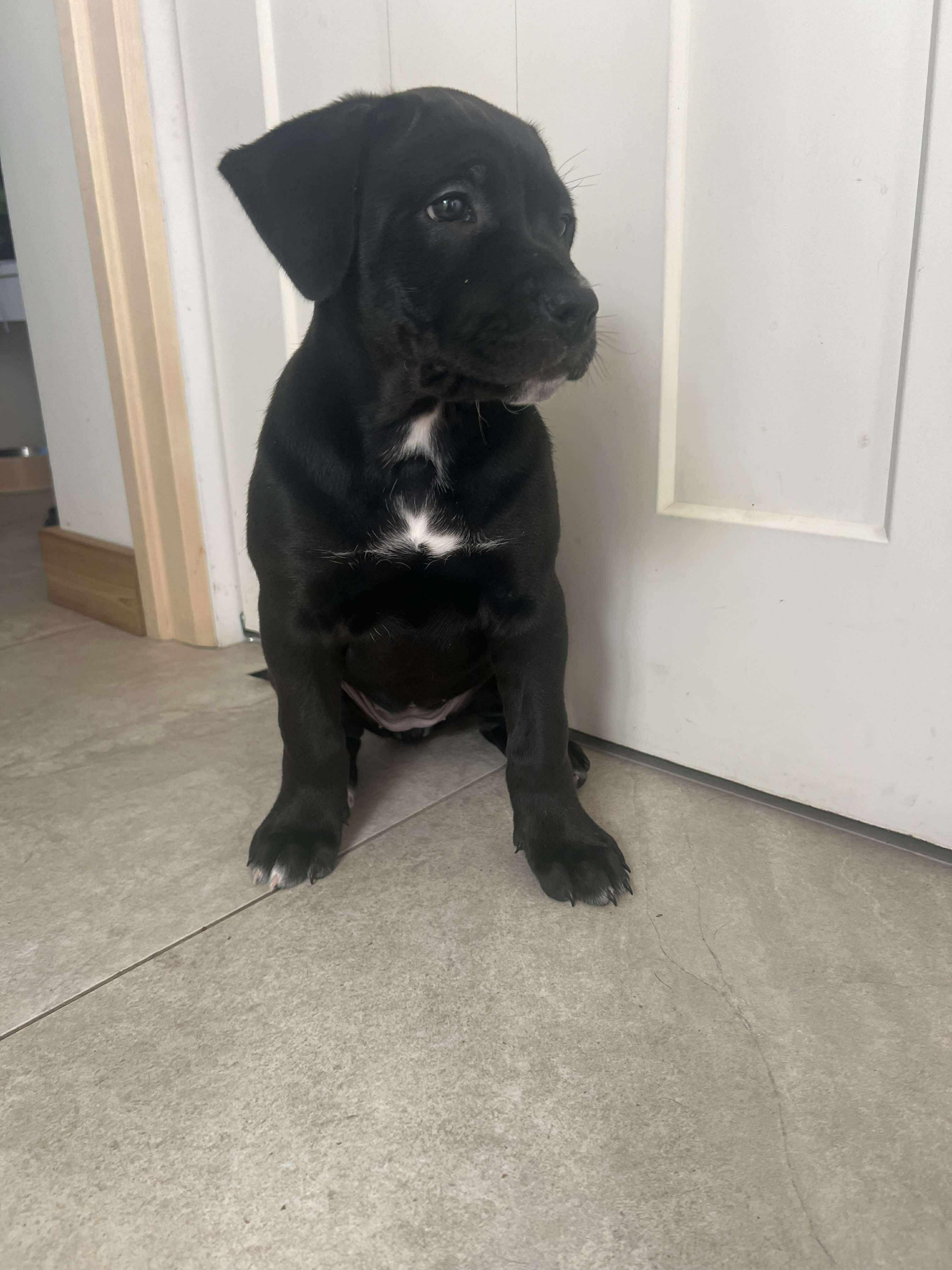 Enlarge Freya, an adopted mixed breed in Winnipeg, MB image 1/6