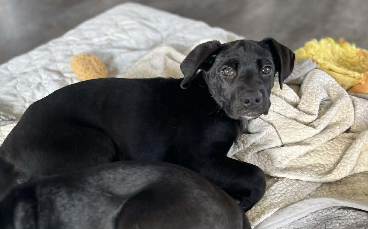 Enlarge Freya, an adopted mixed breed in Winnipeg, MB image 2/6