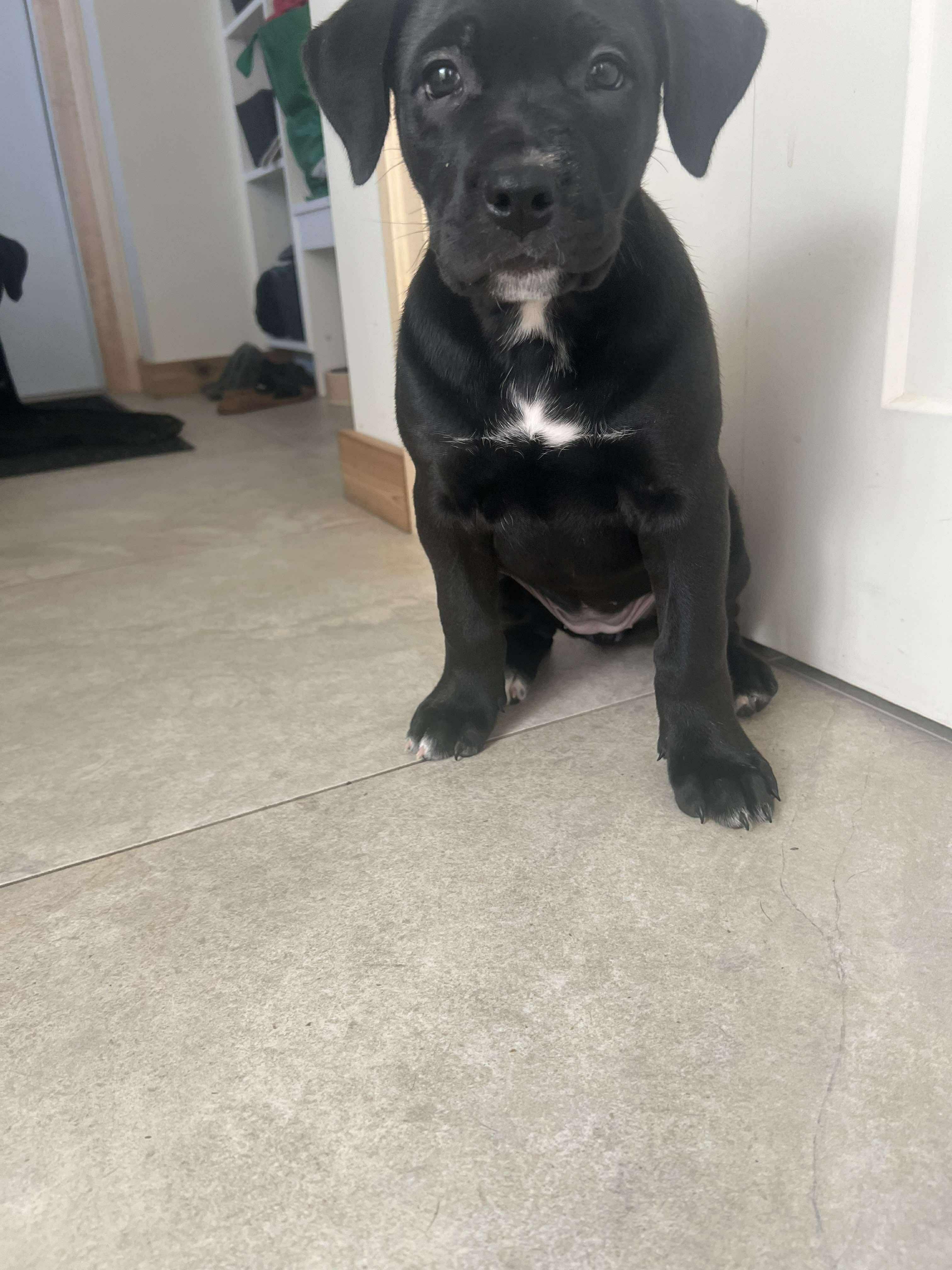 Enlarge Freya, an adopted mixed breed in Winnipeg, MB image 3/6