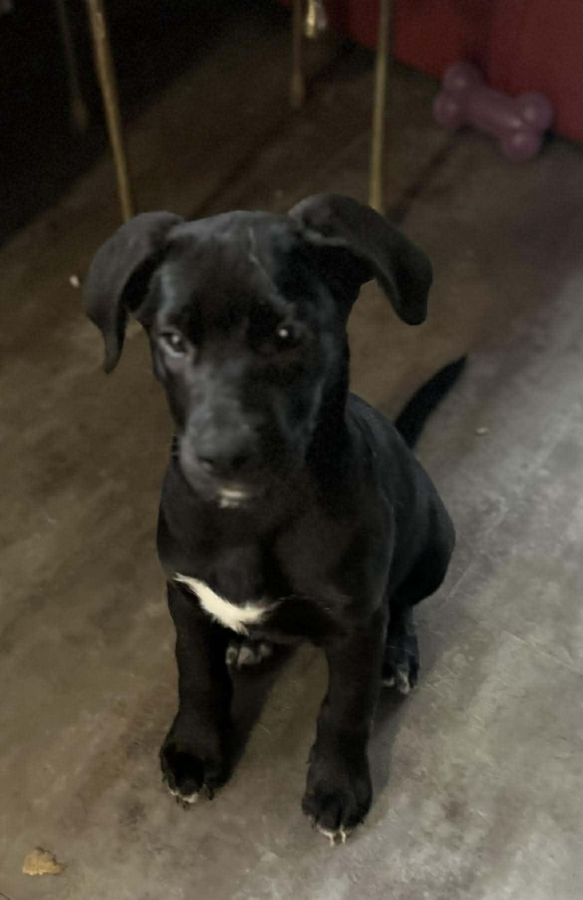 Enlarge Freya, an adopted mixed breed in Winnipeg, MB image 4/6