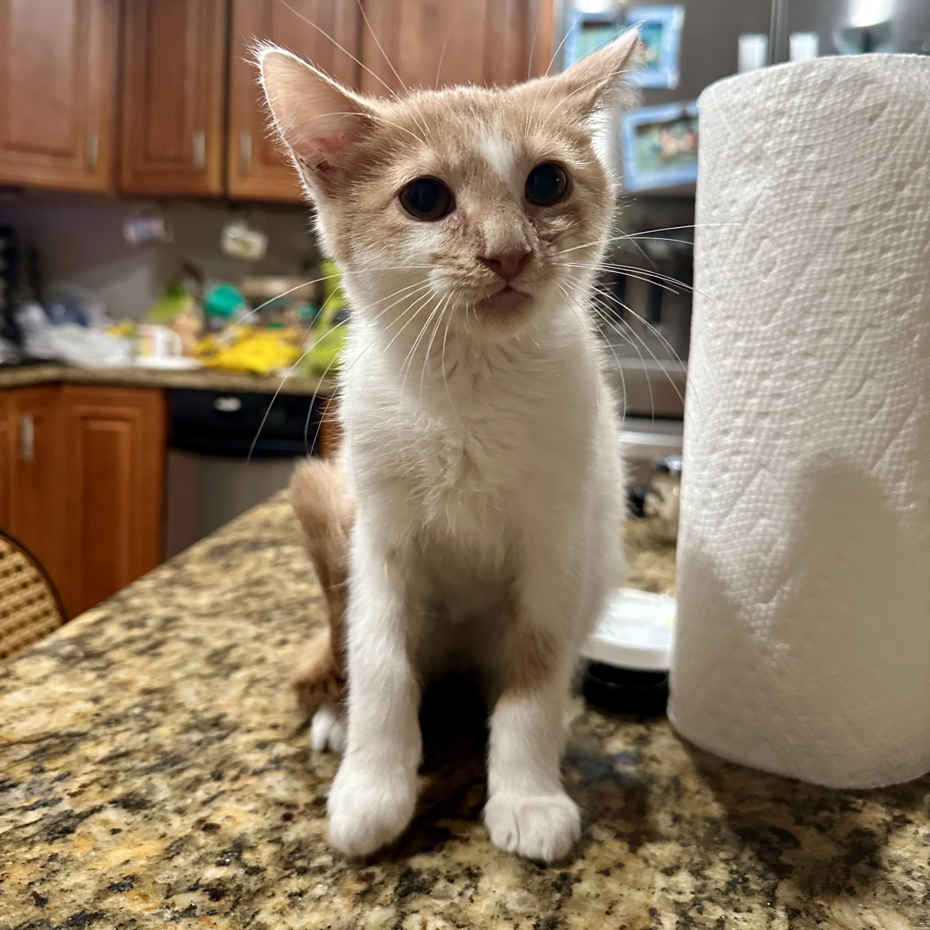 Enlarge Keel (AKA Louie), an adoptable Domestic Short Hair in Richmond, VA image 3/3