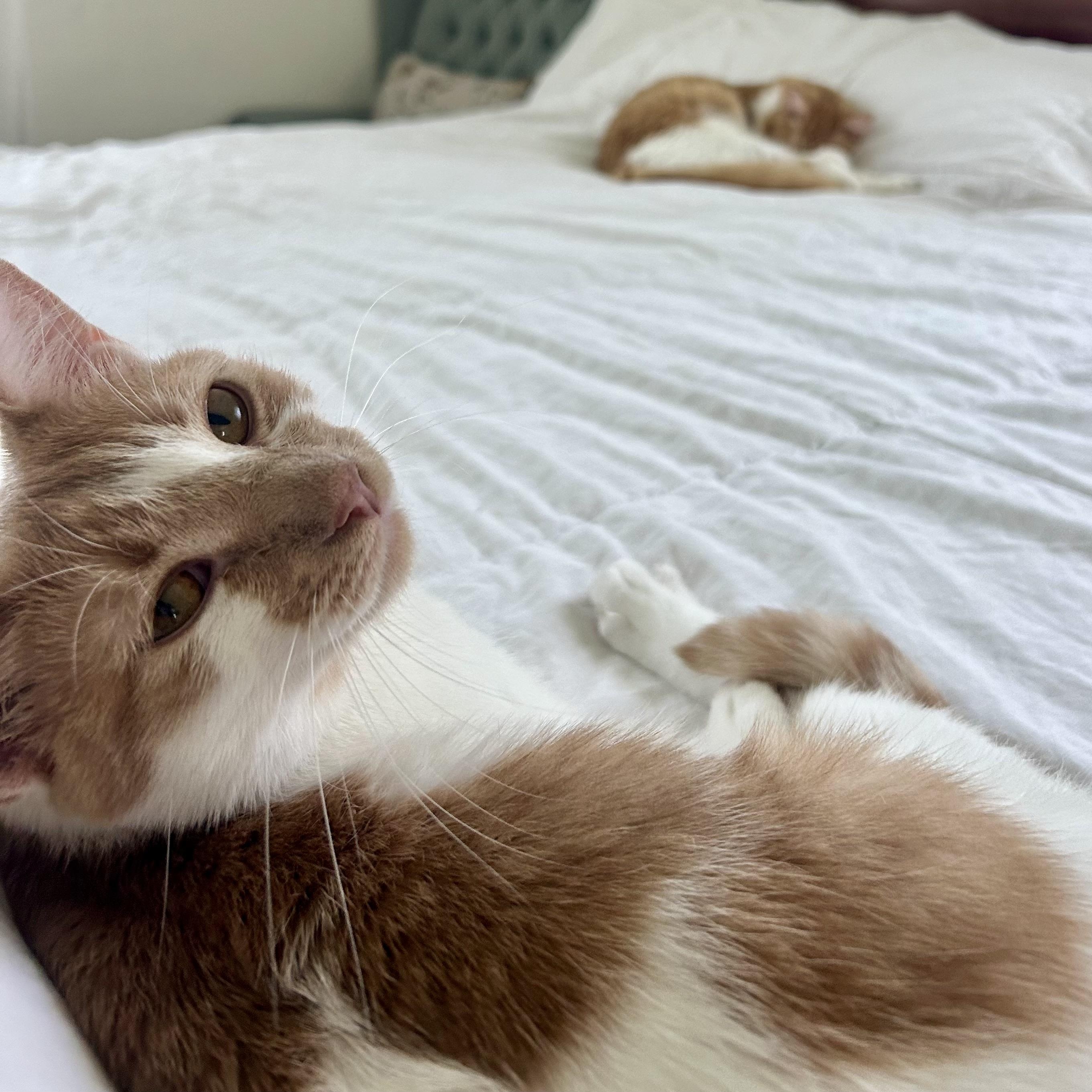 Enlarge Keel (AKA Louie), an adoptable Domestic Short Hair in Richmond, VA image 2/3