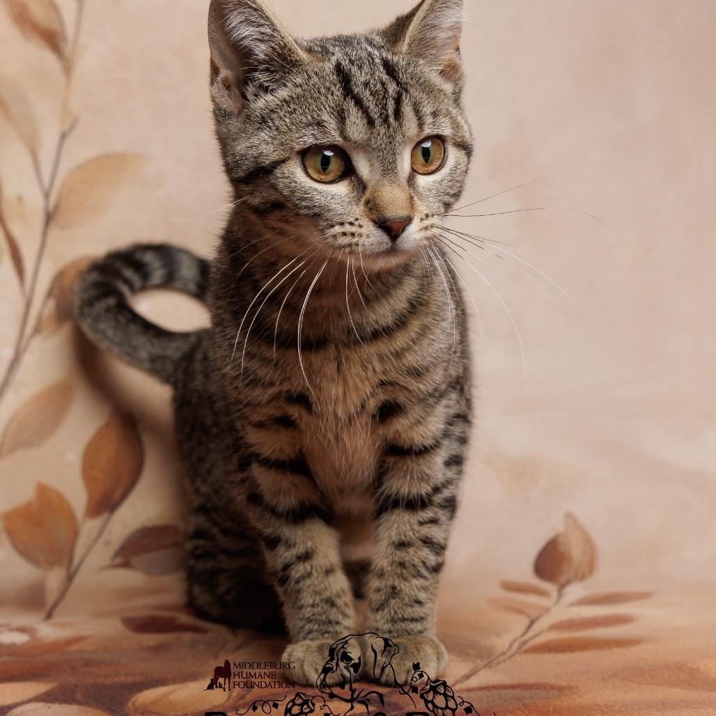 Enlarge Ms. Perfect, a Adoptable Domestic Short Hair in Marshall, VA image 1/6